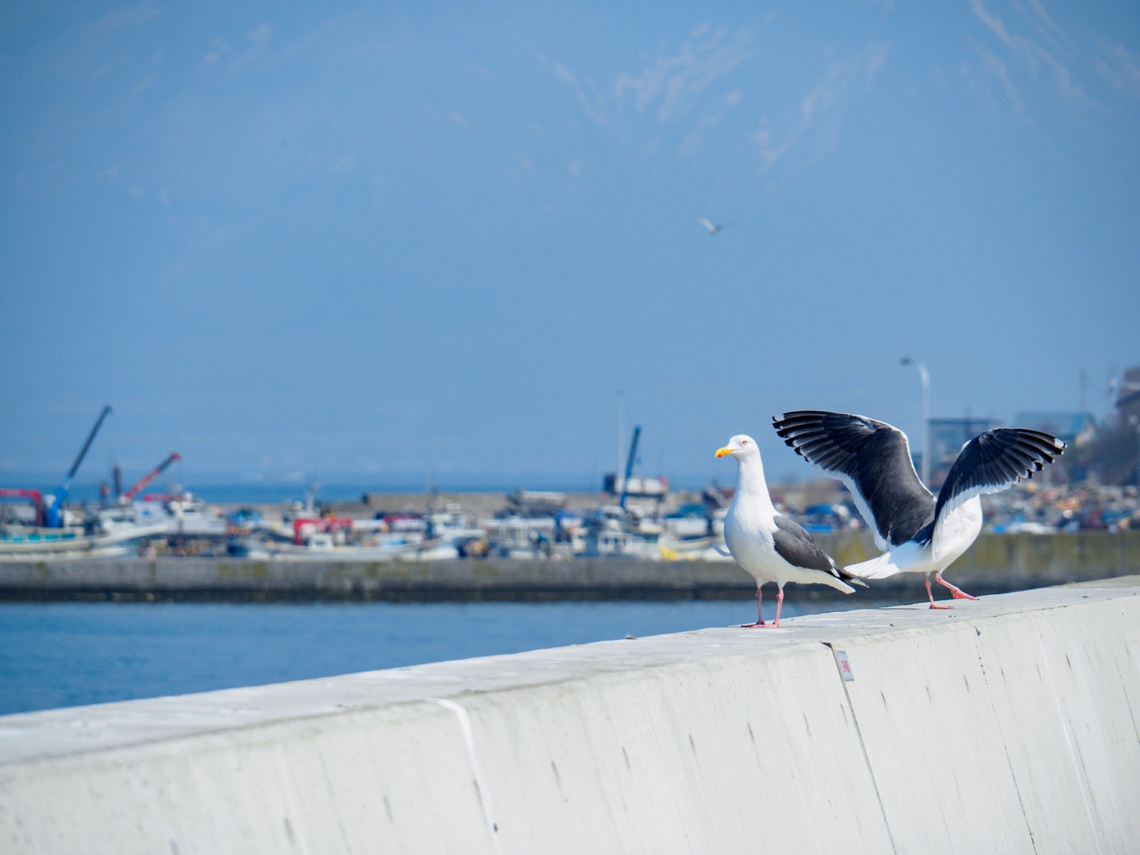 石倉漁港の海鳥