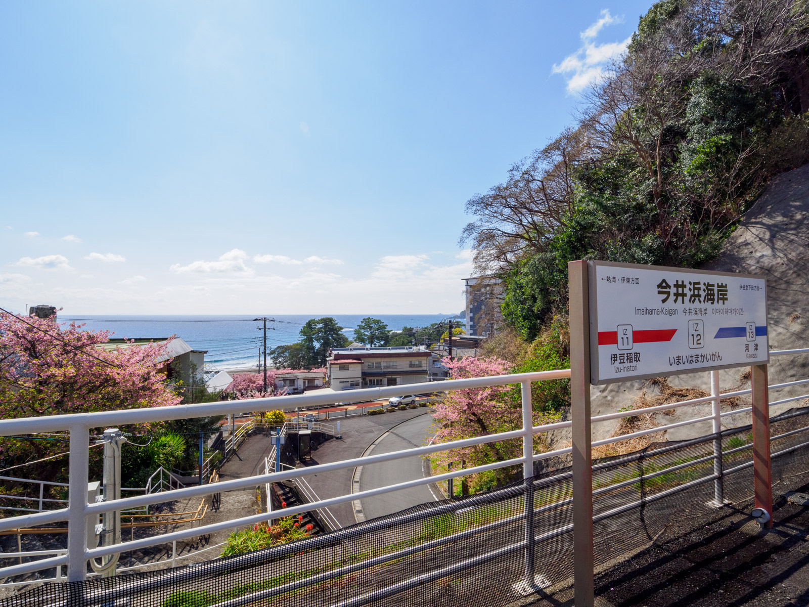 今井浜海岸駅のホームから見た、相模灘と河津桜(2025年3月)
