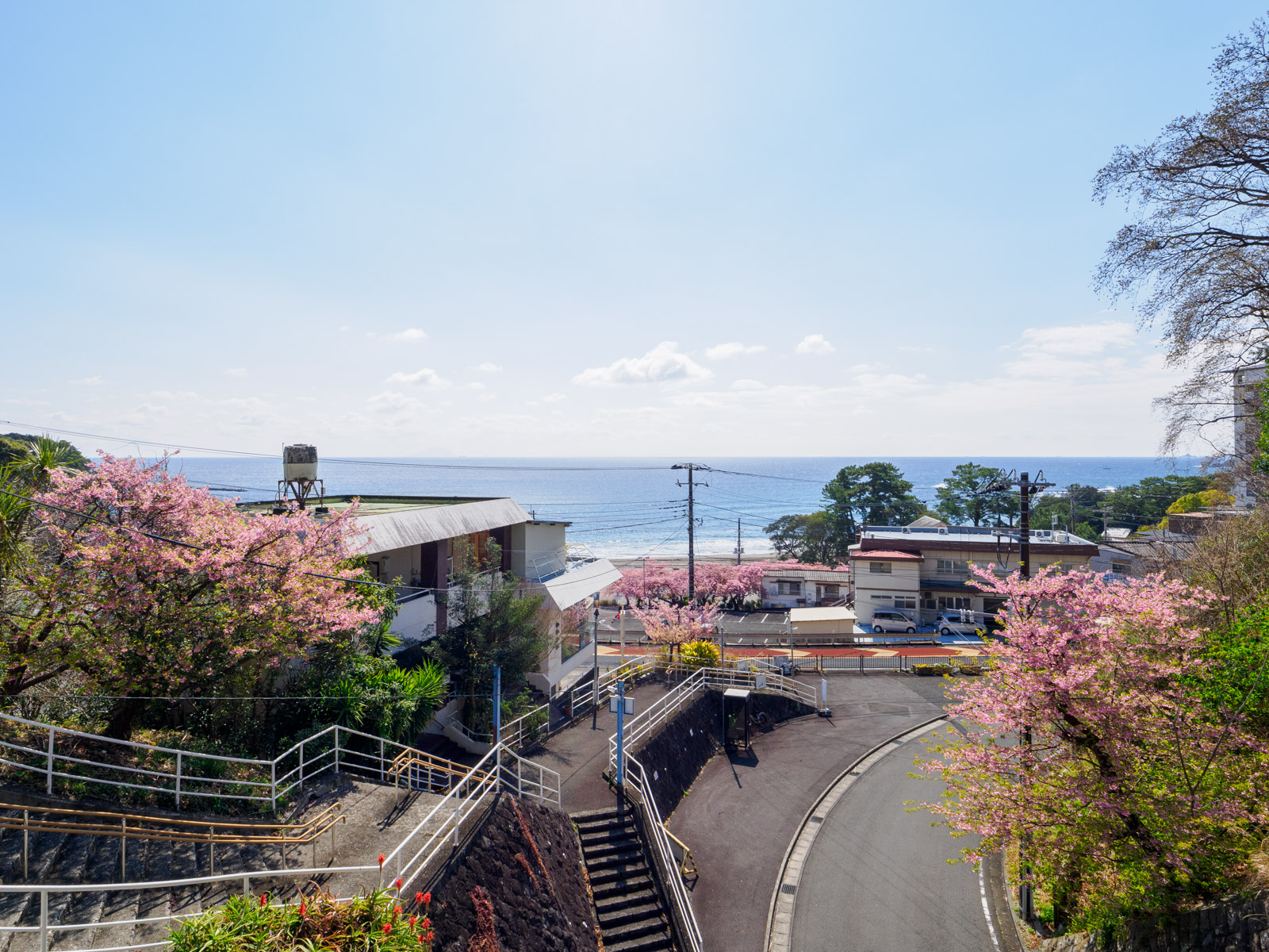 今井浜海岸駅のホームから見た、相模灘と河津桜(2025年3月)