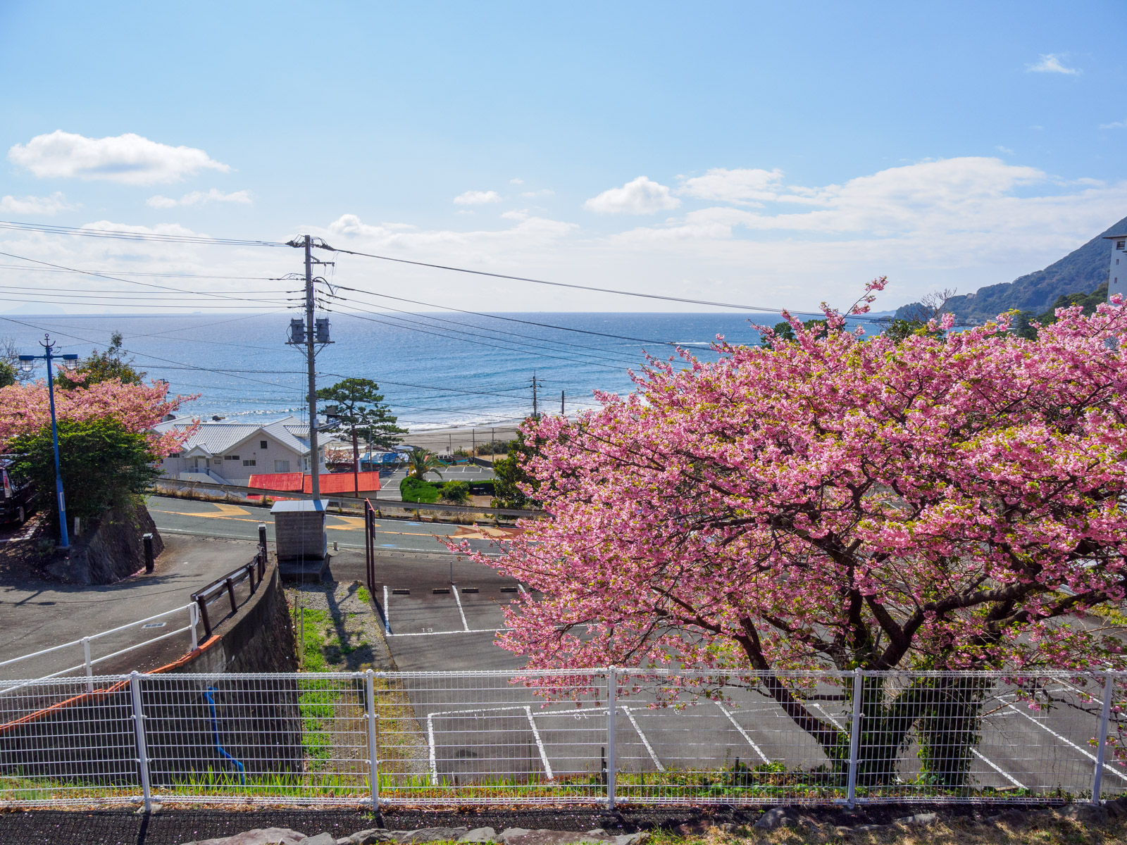 今井浜海岸駅のホームから見た、相模灘と河津桜(2025年3月)