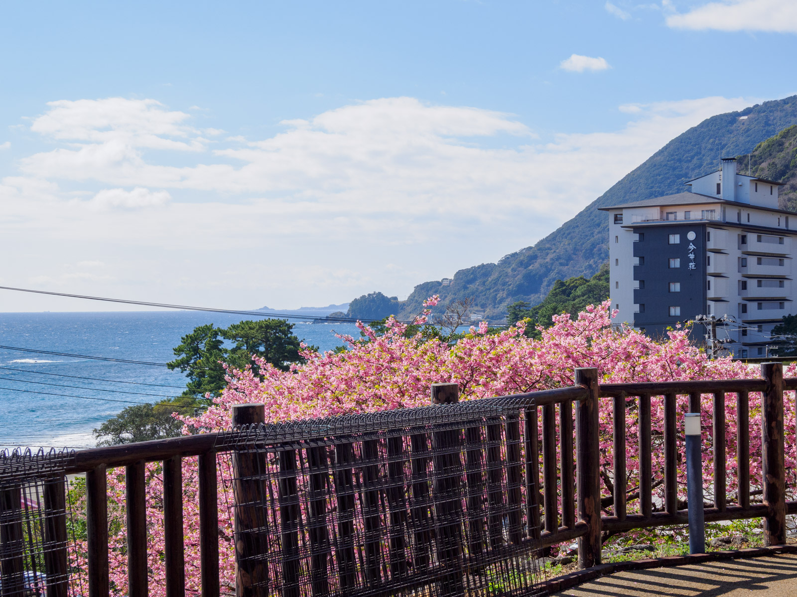 今井浜海岸駅のホームから見た、相模灘と河津桜(2025年3月)