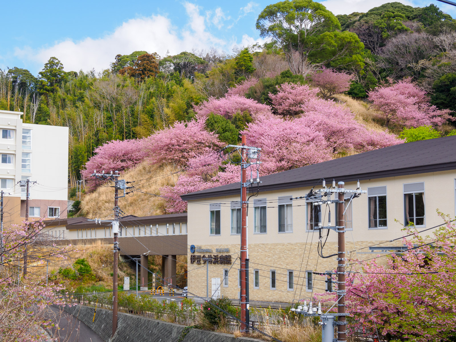 今井浜海岸駅のホームから見た、伊豆今井浜病院の河津桜(2025年3月)