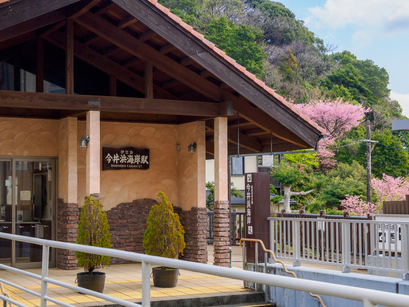 今井浜海岸駅の駅舎と河津桜(2025年3月)
