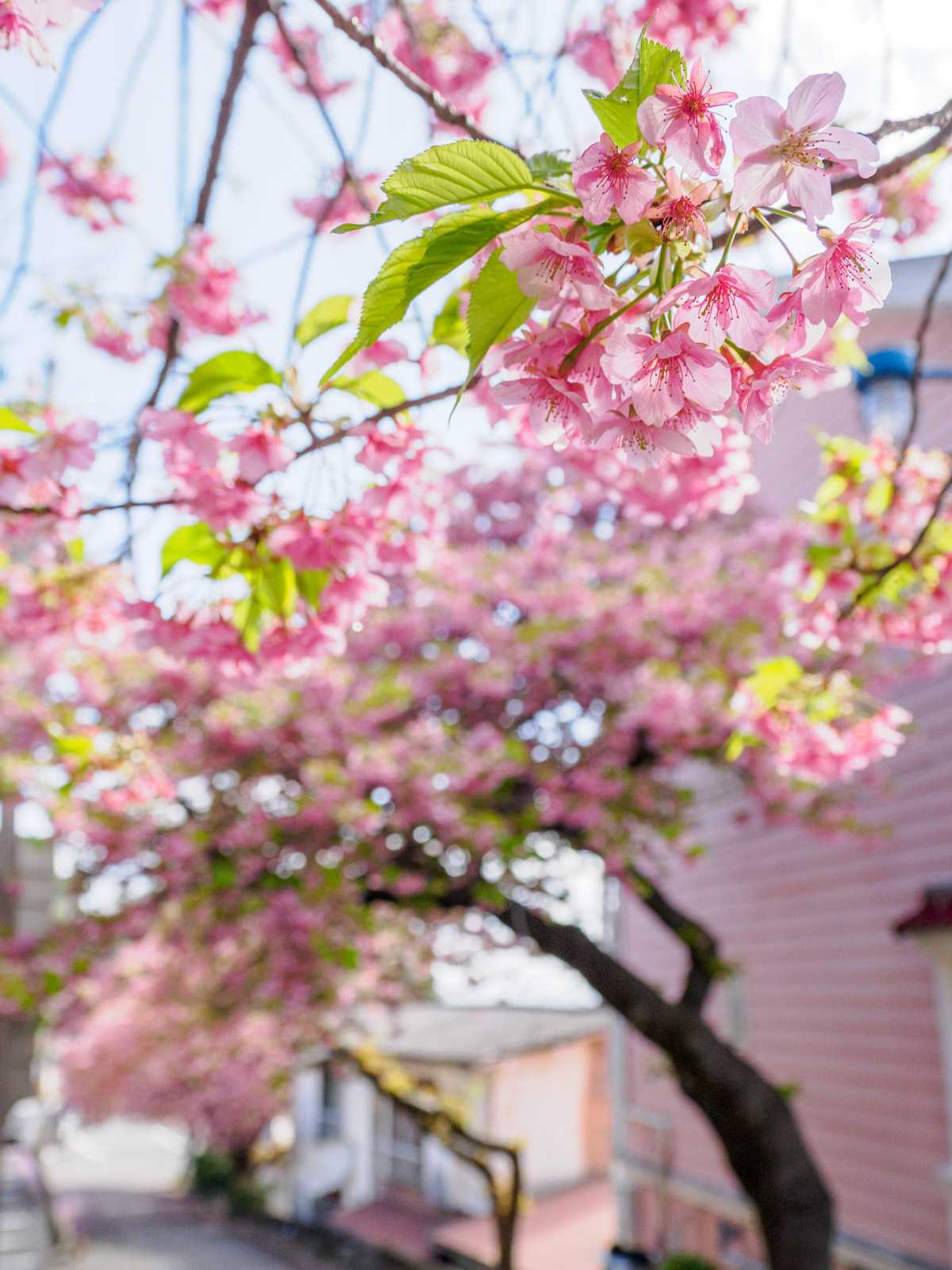 今井浜海岸駅のそばにある河津桜並木(2025年3月)