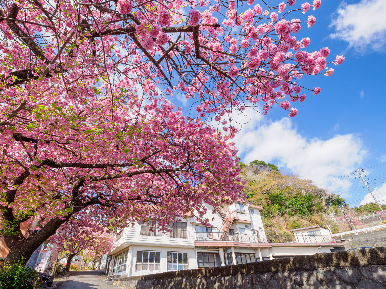 今井浜海岸駅のそばにある河津桜並木(2025年3月)