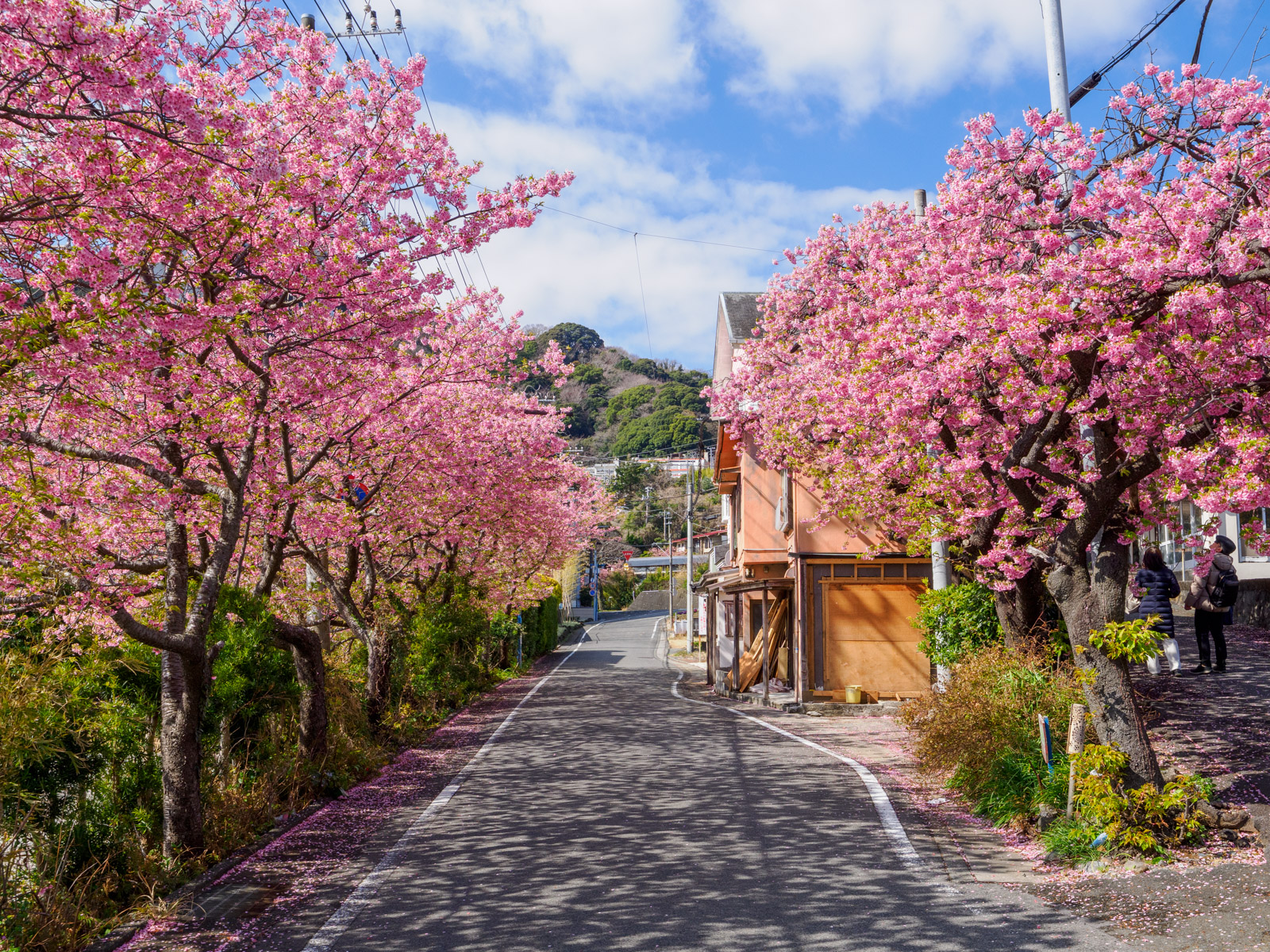 今井浜海岸駅のそばにある河津桜並木(2025年3月)