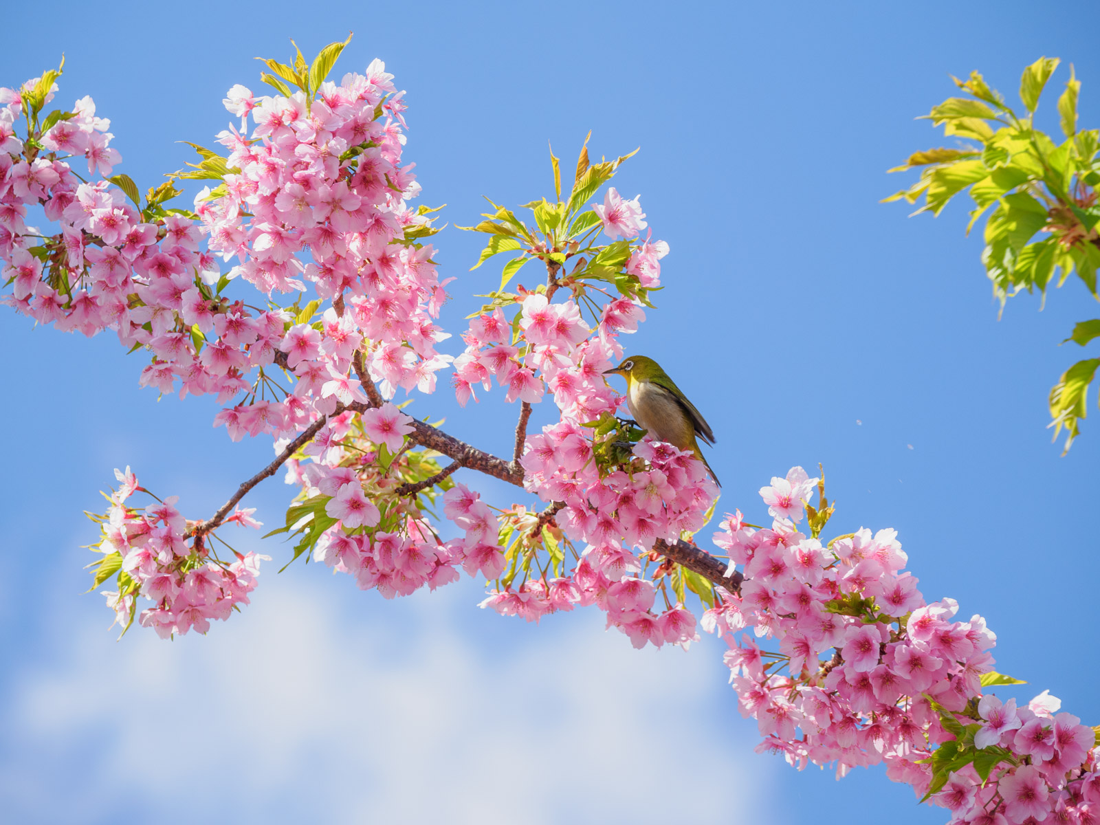 今井浜海岸駅のそばの河津桜並木で見た、カワヅザクラとメジロ(2025年3月)