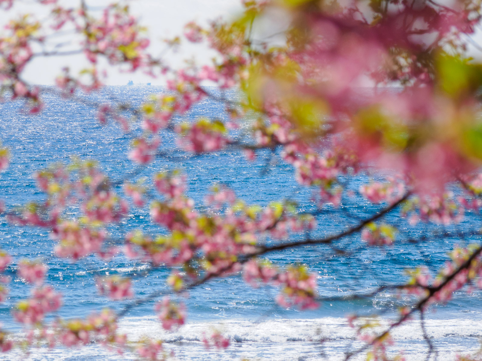 今井浜海岸駅のそばにある、河津桜並木と相模灘(2025年3月)