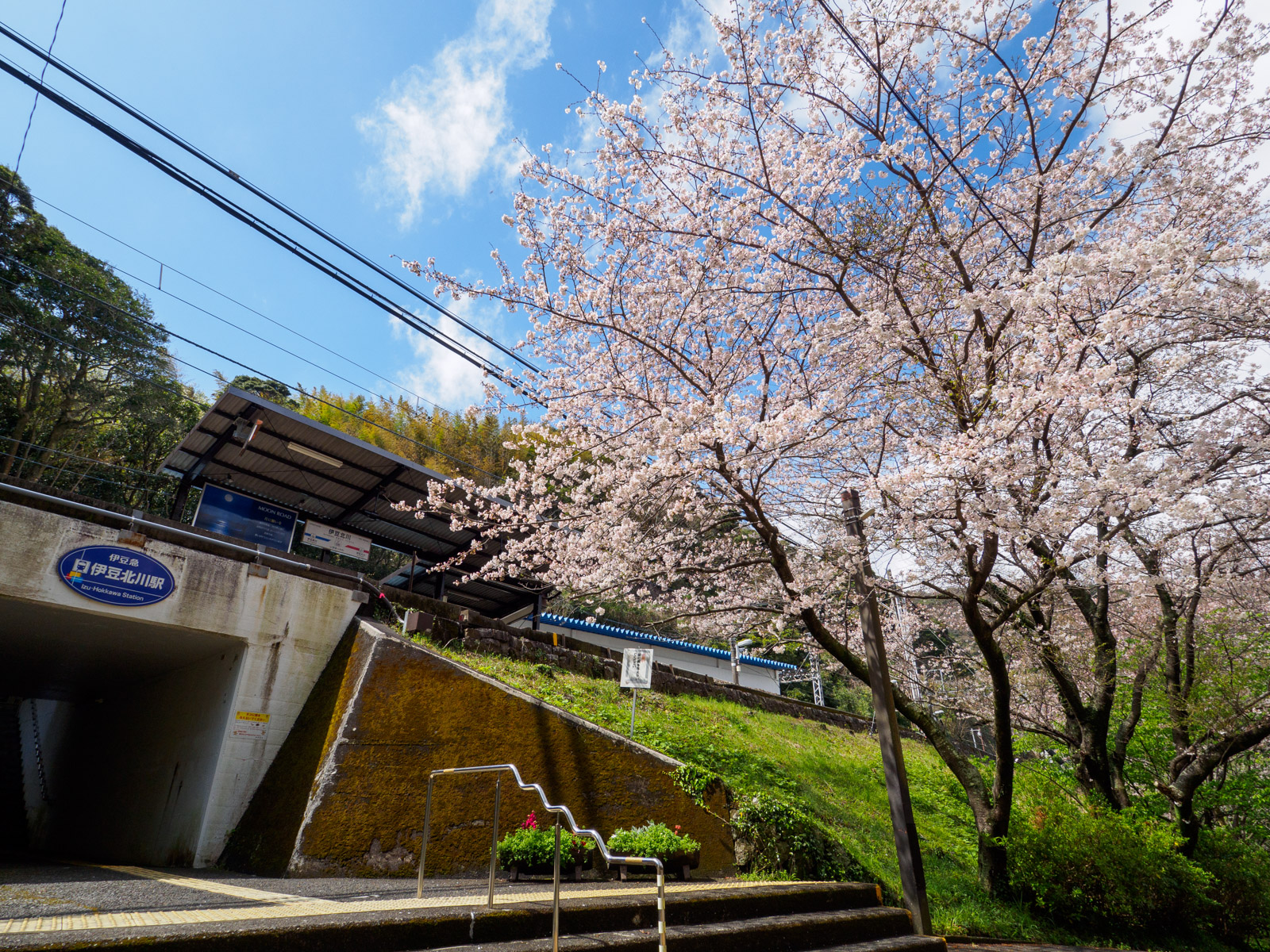 伊豆北川駅の入口と桜の木（2022年3月）