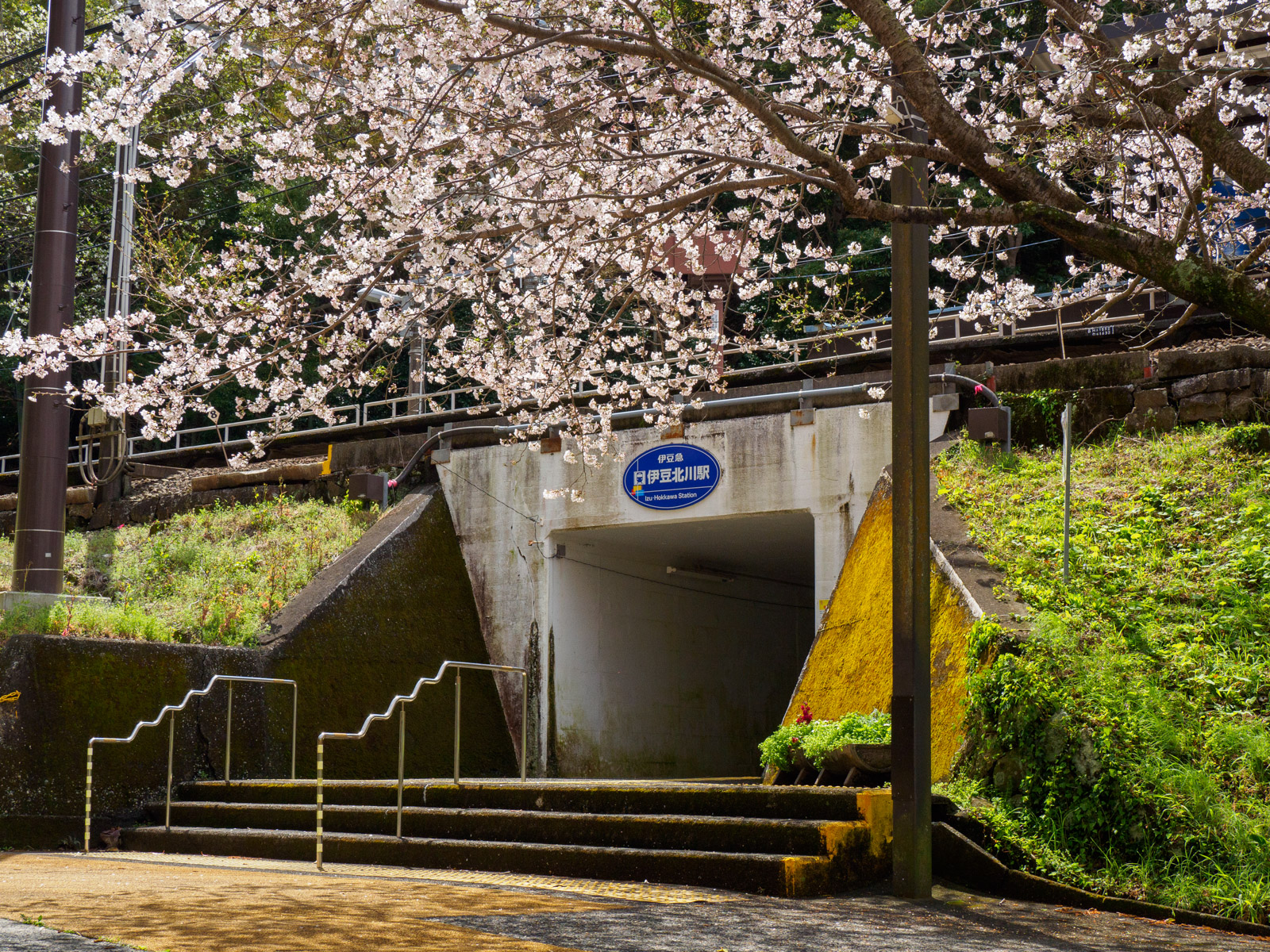 伊豆北川駅の入口と桜の木（2022年3月）