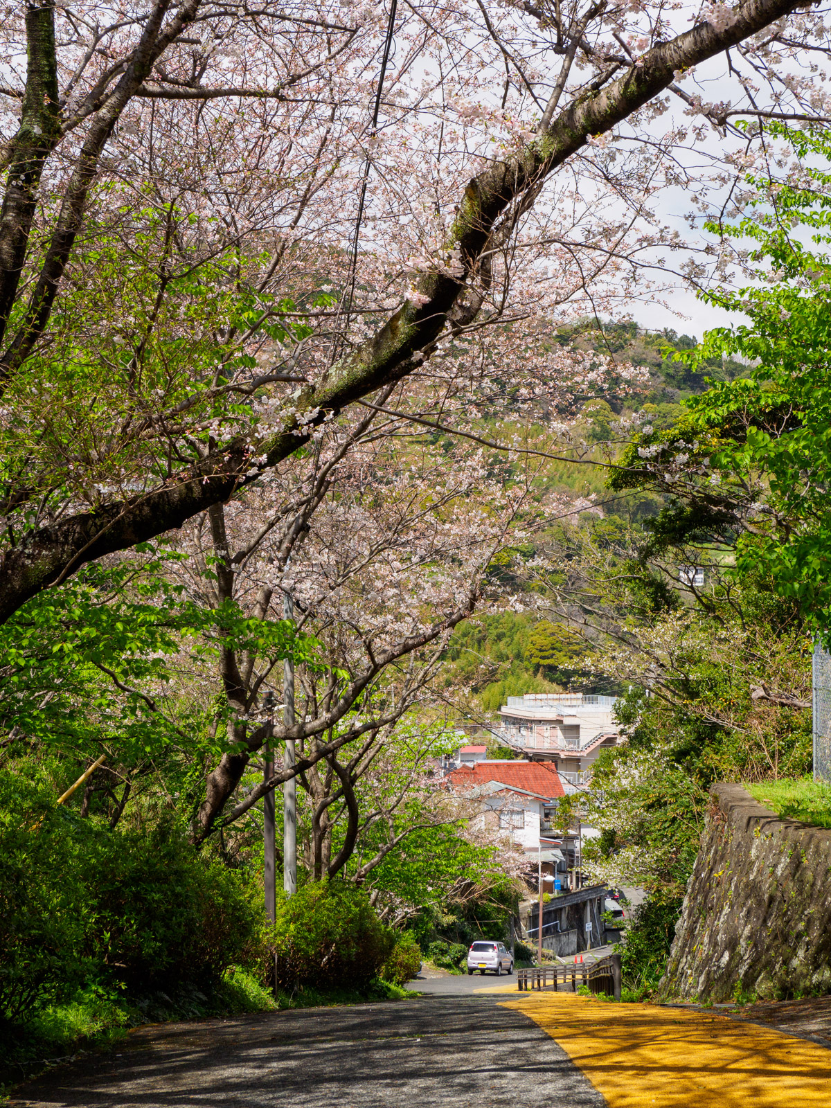 伊豆北川駅前から続く坂道の桜並木（2022年3月）