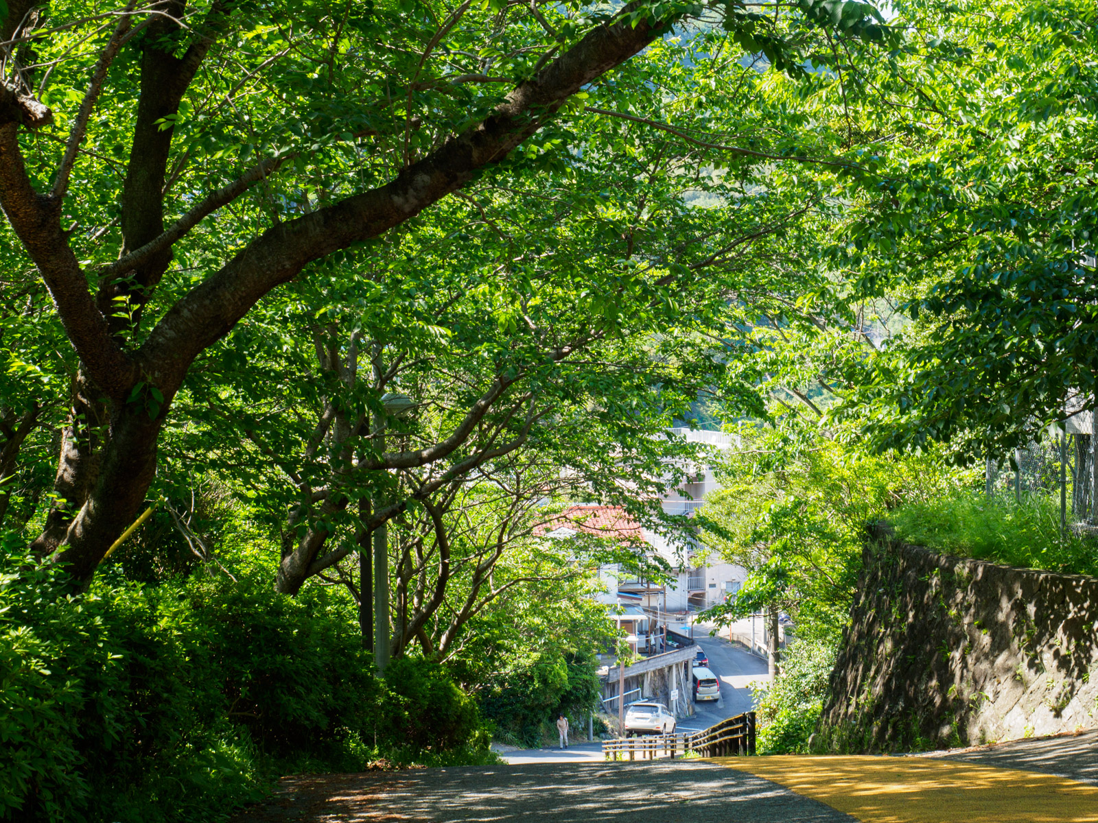 伊豆北川駅前から続く坂道の桜並木（2016年5月）