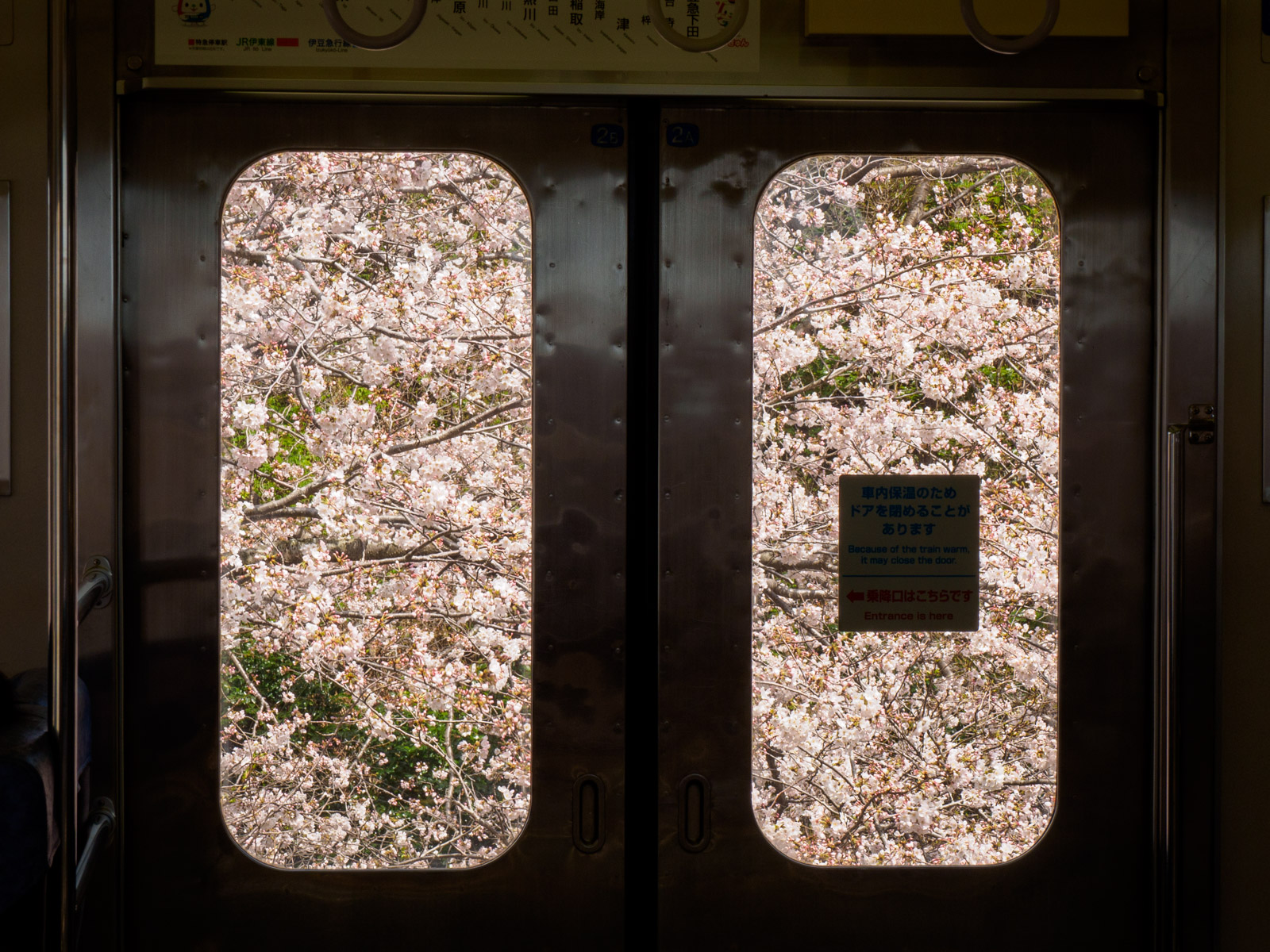 伊豆北川駅に停車中の列車の窓越しに見た桜（2022年3月）