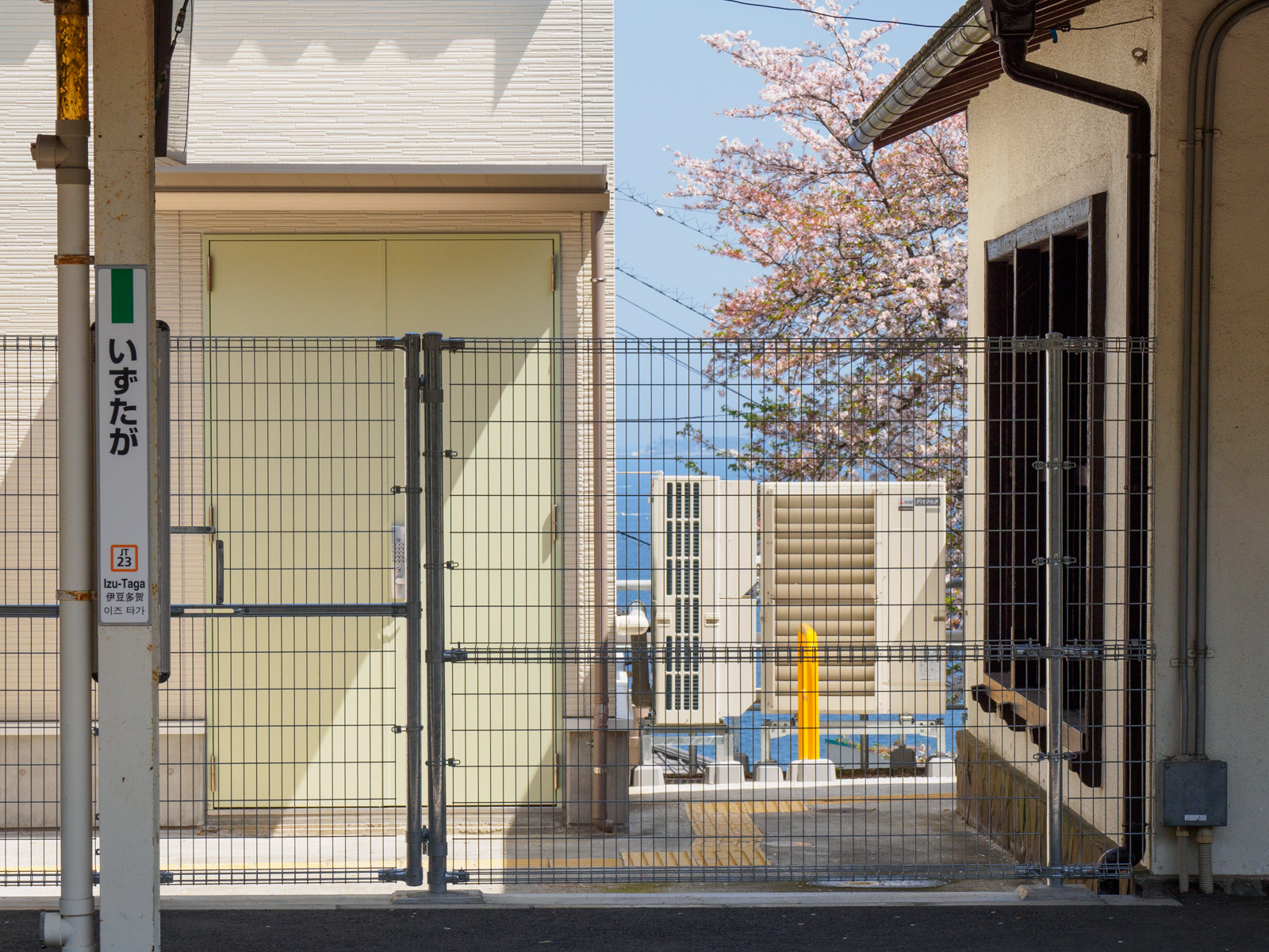 伊豆多賀駅のホームから見た、桜と相模灘（2024年4月）