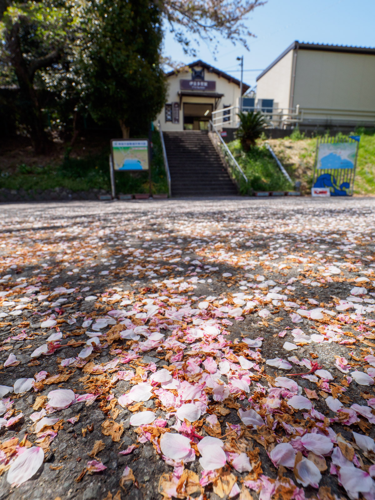 伊豆多賀駅前の広場に広がる桜の絨毯（2024年4月）