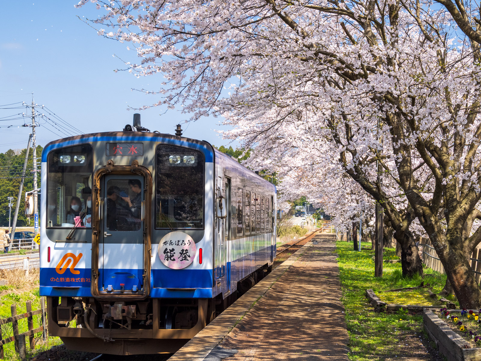 満開の桜が並ぶ笠師保駅のホームと、発車する穴水行きの列車(2025年4月)