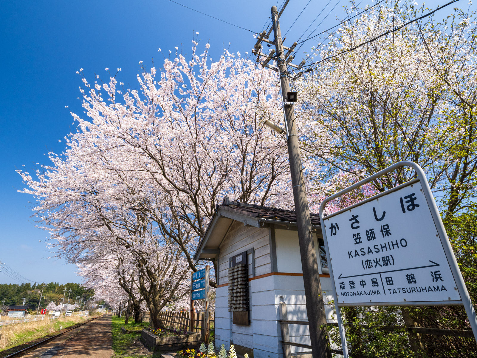 満開の桜が並ぶ笠師保駅のホームと、駅名標(2025年4月)