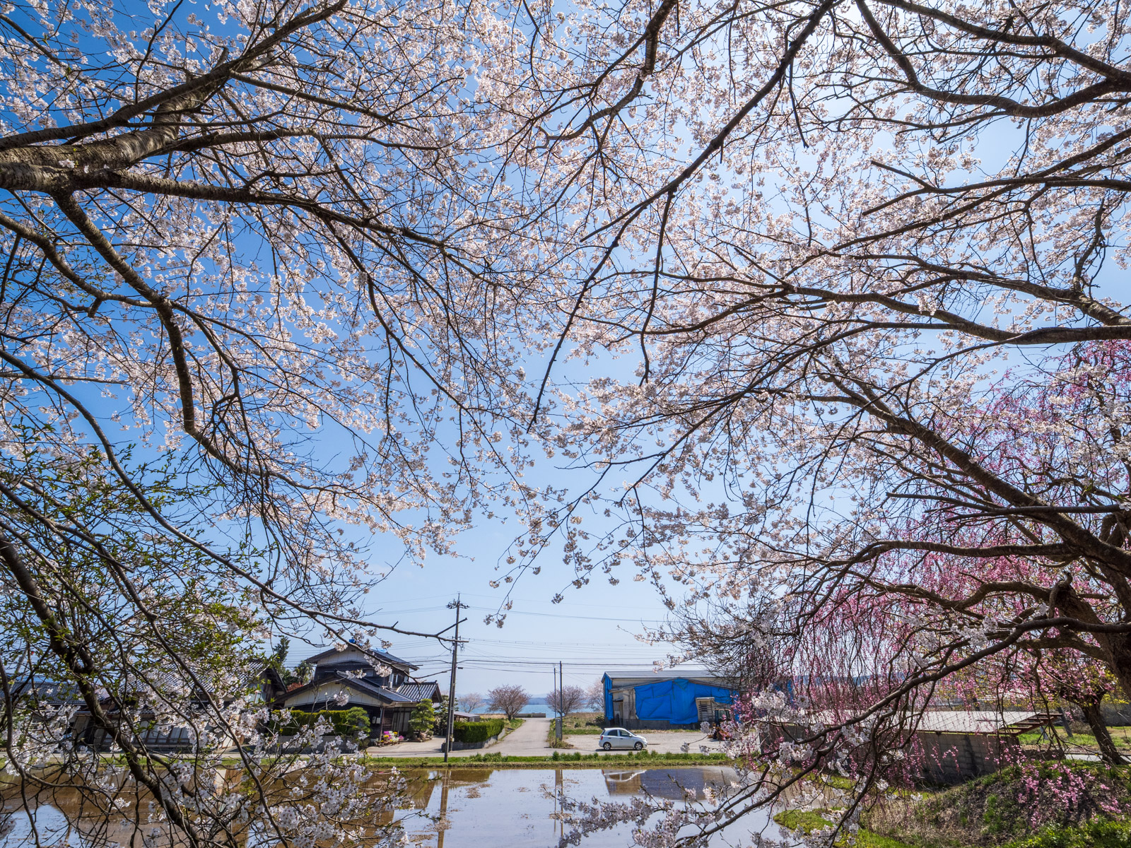 笠師保駅の桜と七尾湾(2025年4月)