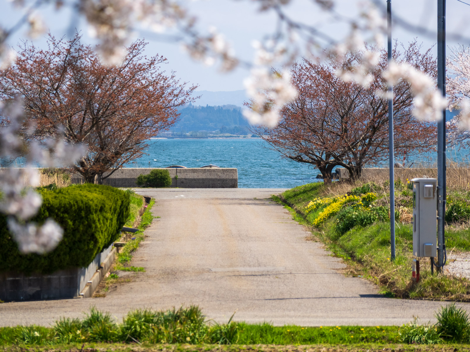笠師保駅の桜越しに見た七尾湾(2025年4月)