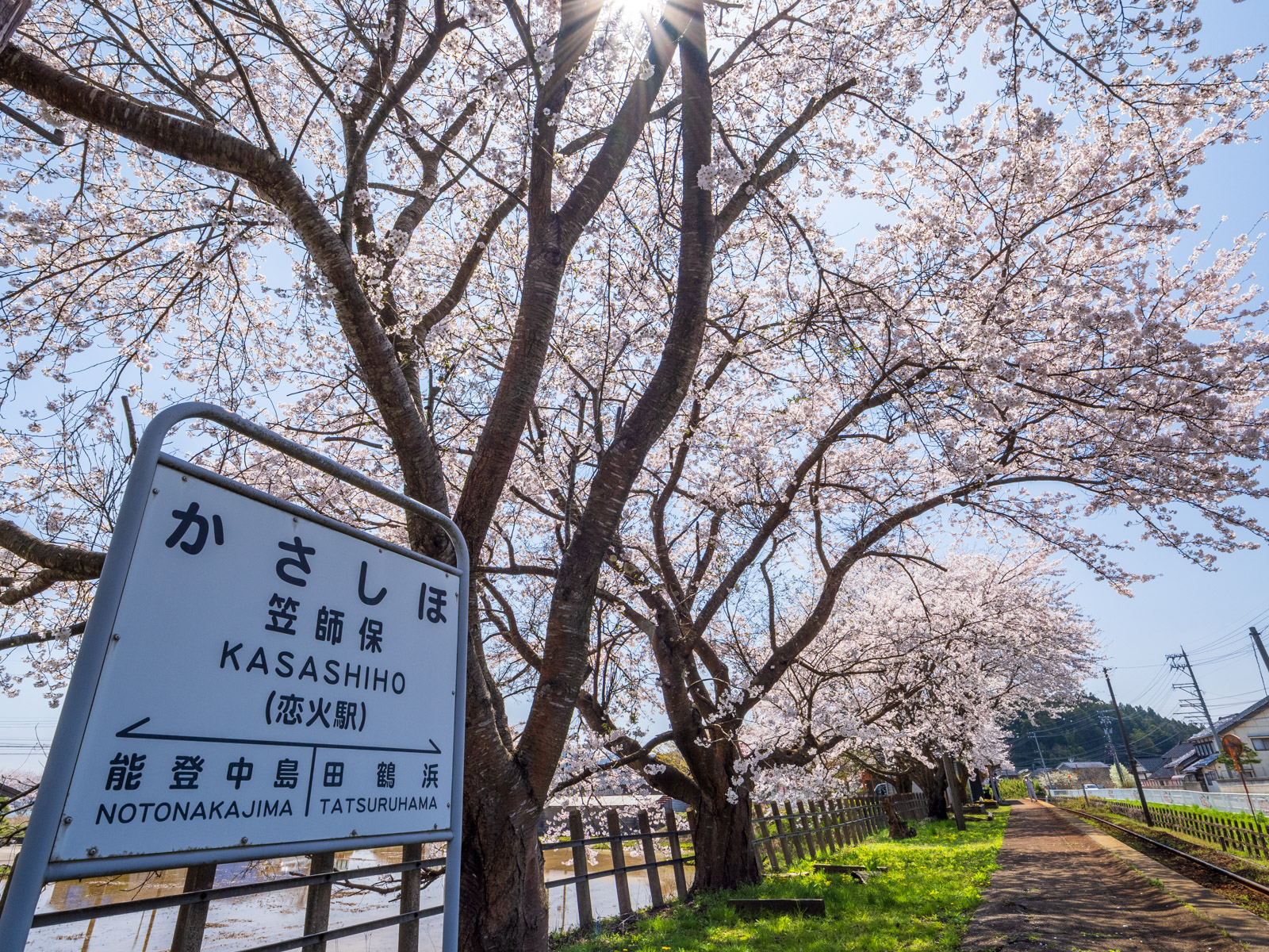 満開の桜が並ぶ笠師保駅のホームと、駅名標(2025年4月)