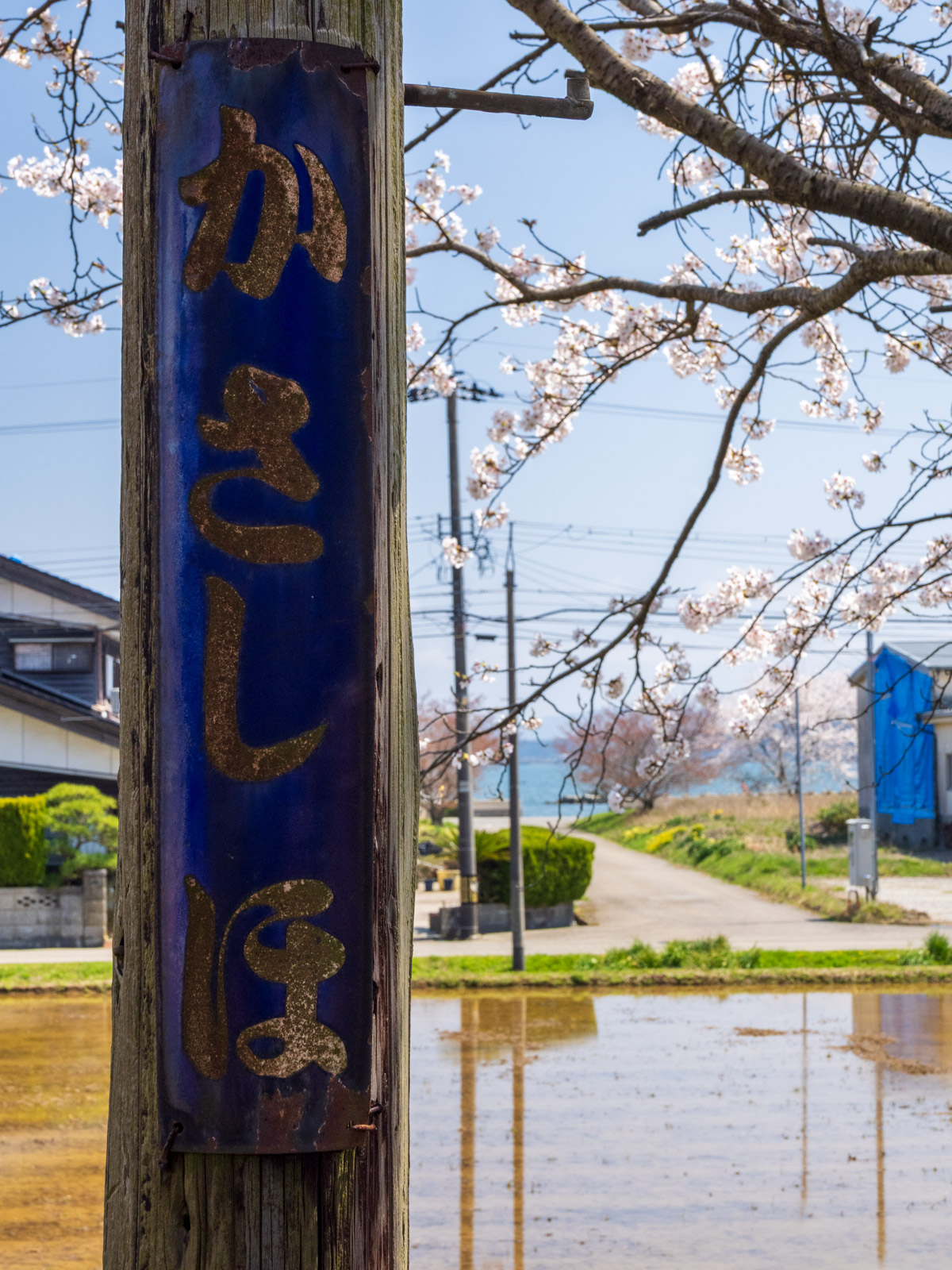 笠師保駅の桜、古くからの駅名板と、七尾湾(2025年4月)