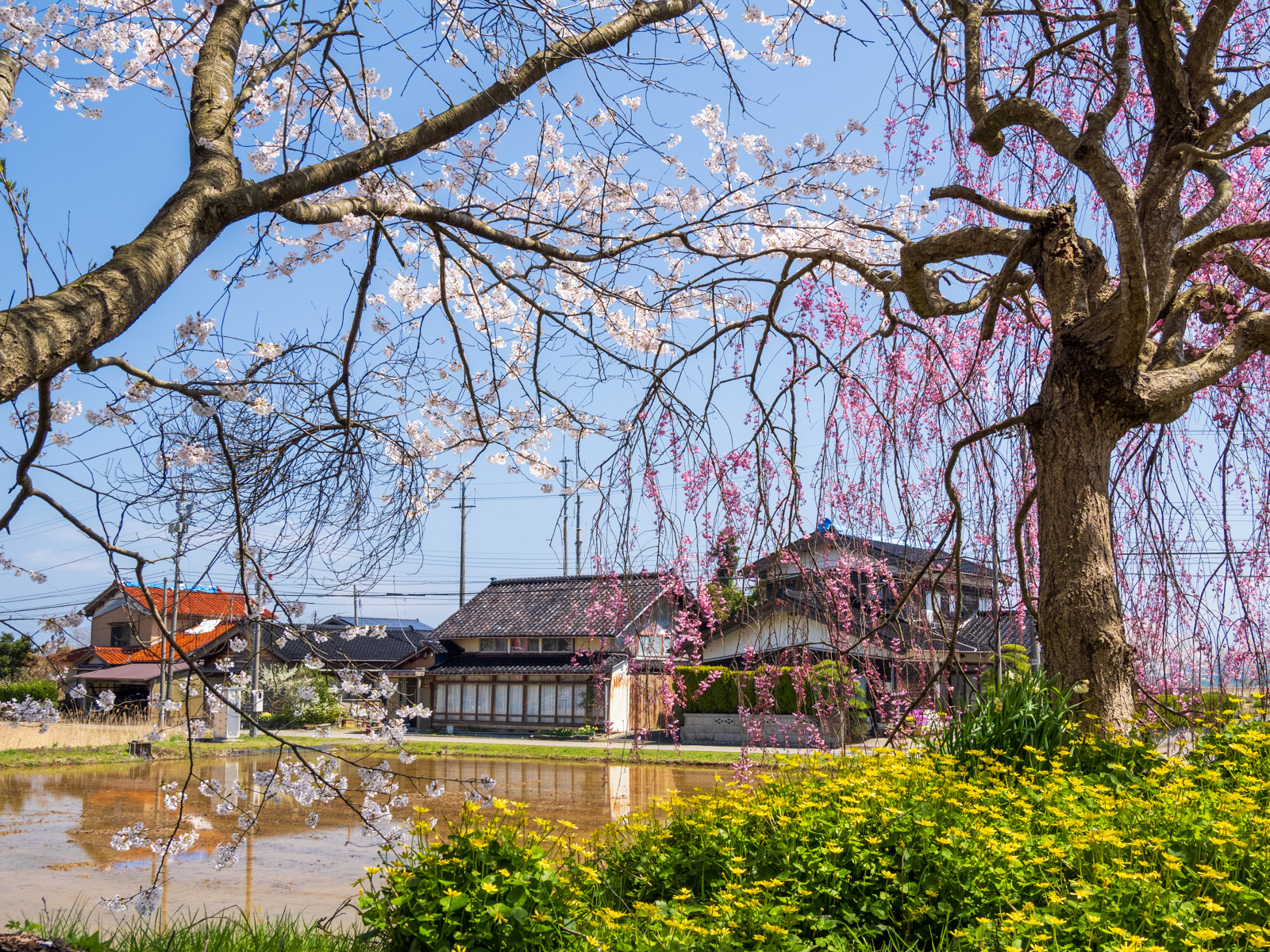 笠師保駅にあるソメイヨシノと枝垂れ桜(2025年4月)