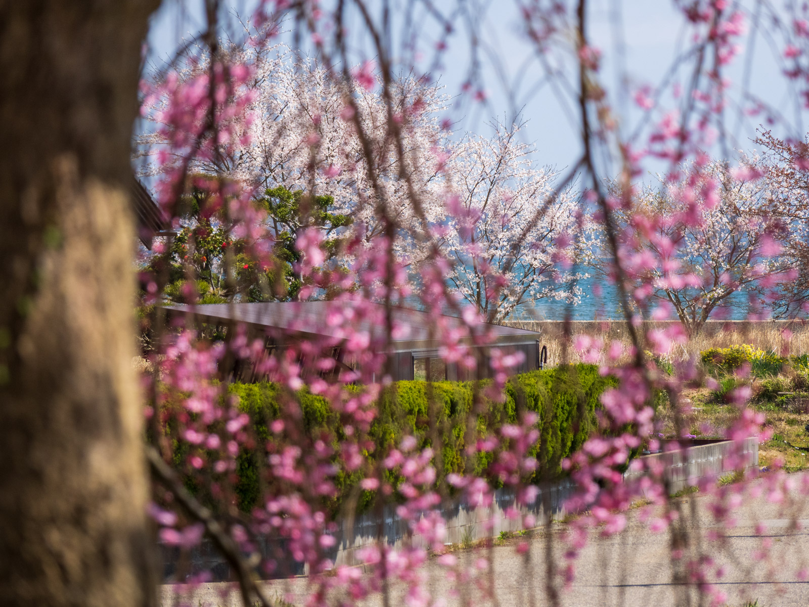 笠師保駅の枝垂れ桜越しに見た、海岸の桜並木と七尾湾(2025年4月)
