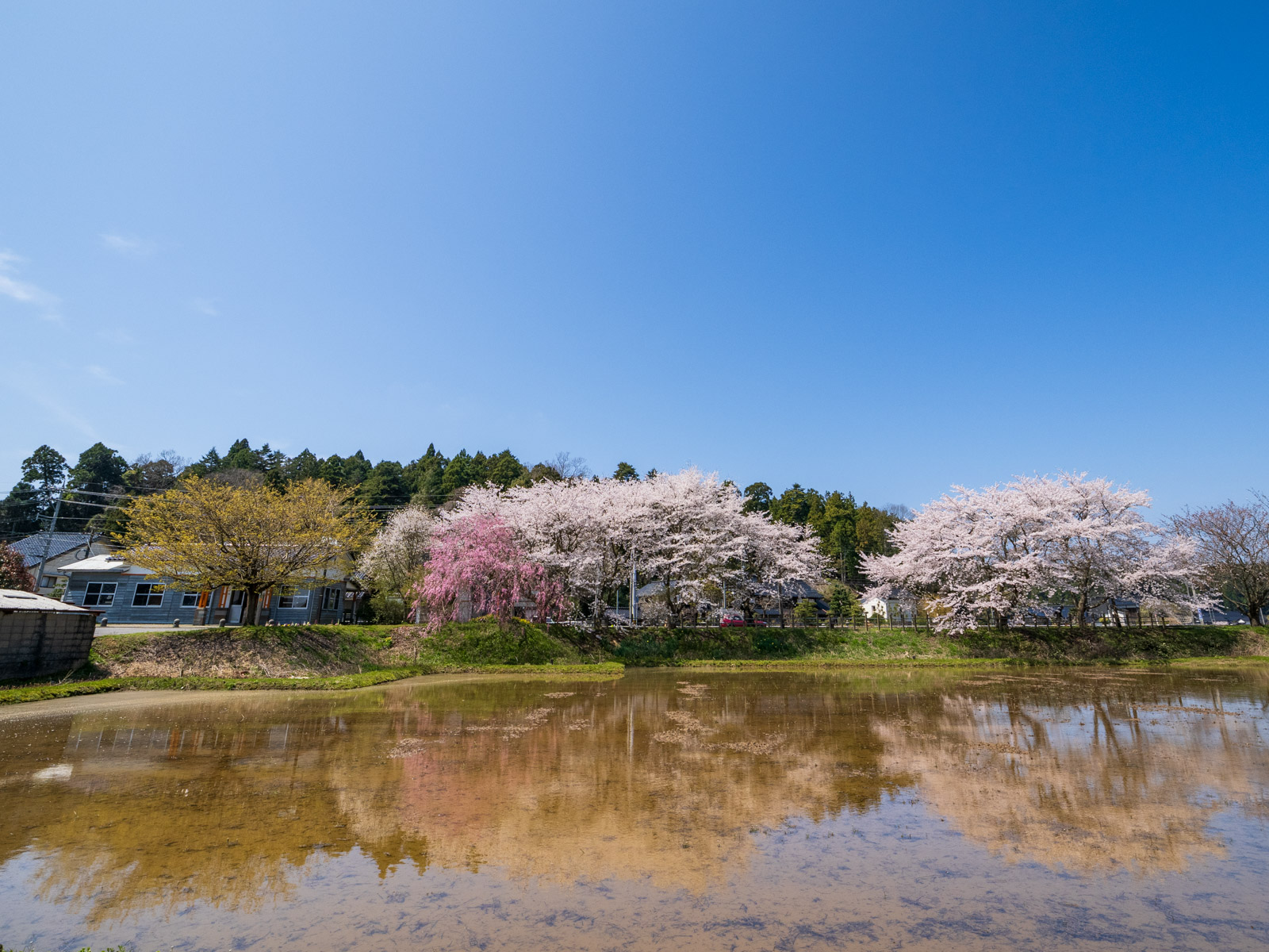 笠師保駅のそばの田んぼに映る、ホームの桜の水鏡(2025年4月)