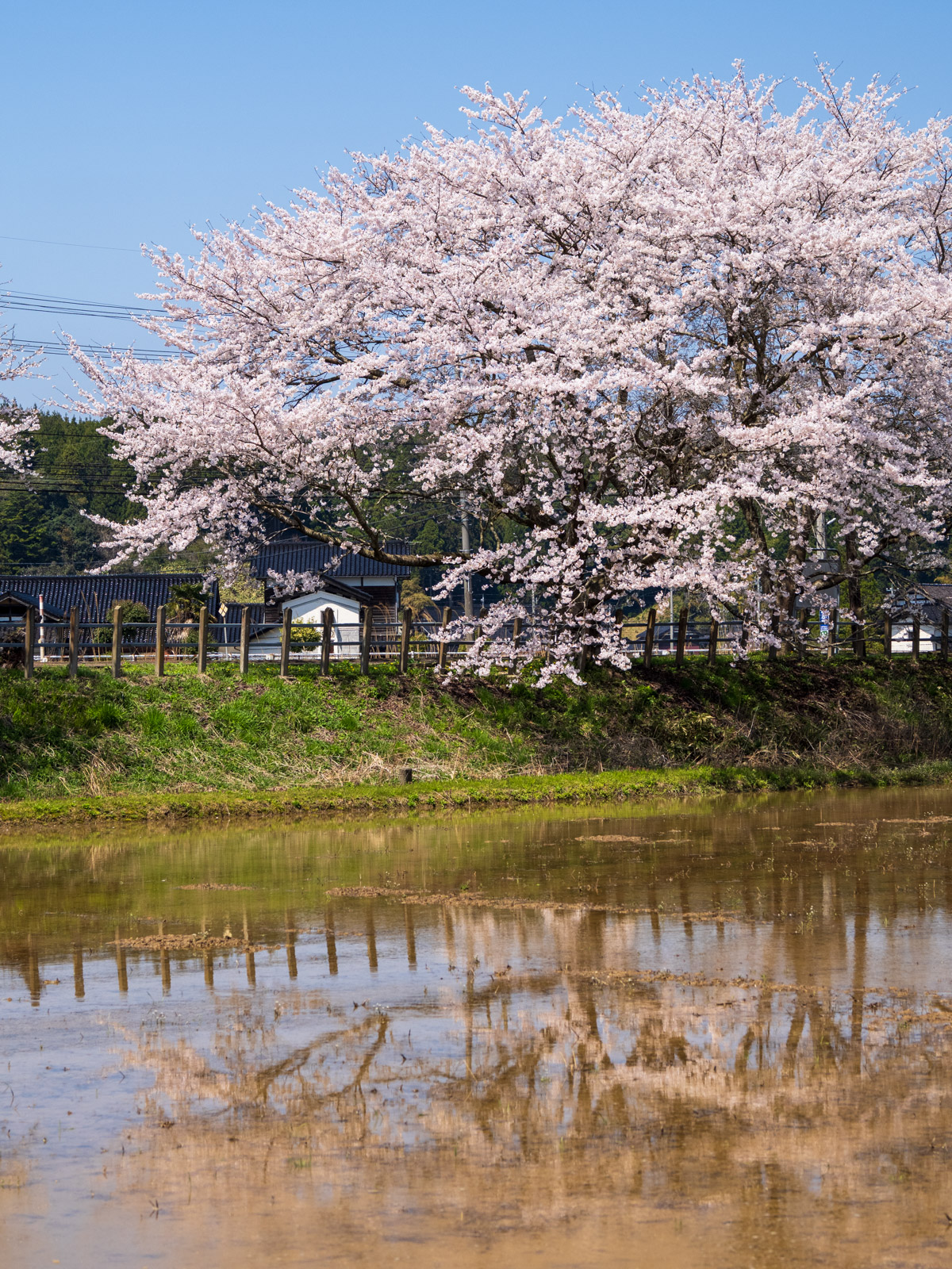 笠師保駅のそばの田んぼに映る、ホームの桜の水鏡(2025年4月)