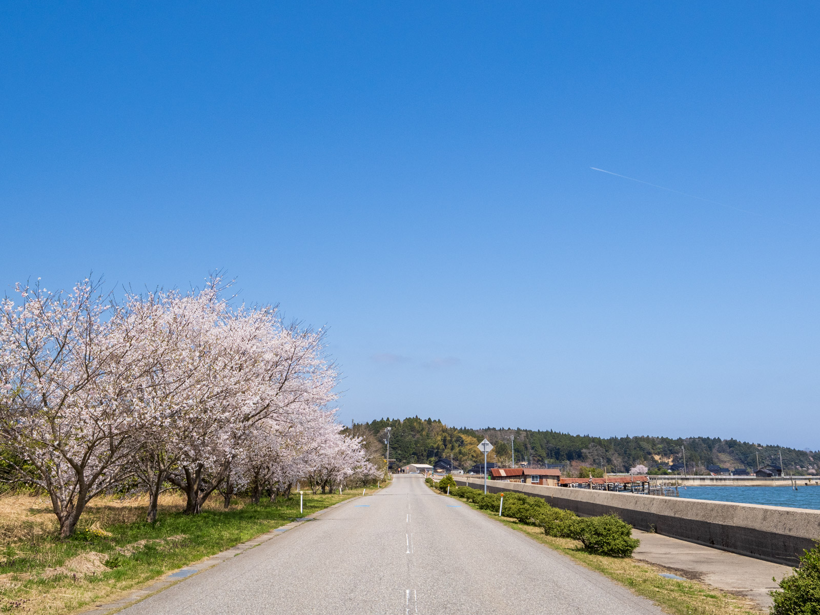 笠師保駅のそばにある県道と桜並木(2025年4月)