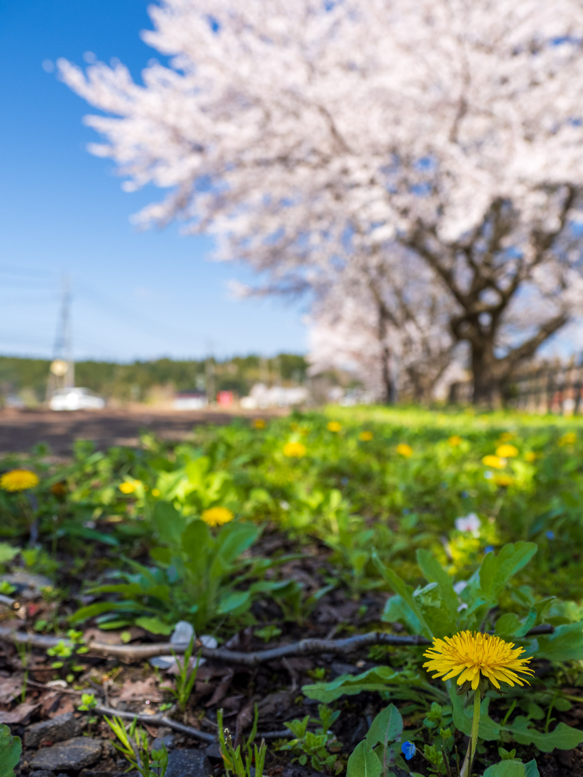 笠師保駅のホームに咲くタンポポ(2025年4月)