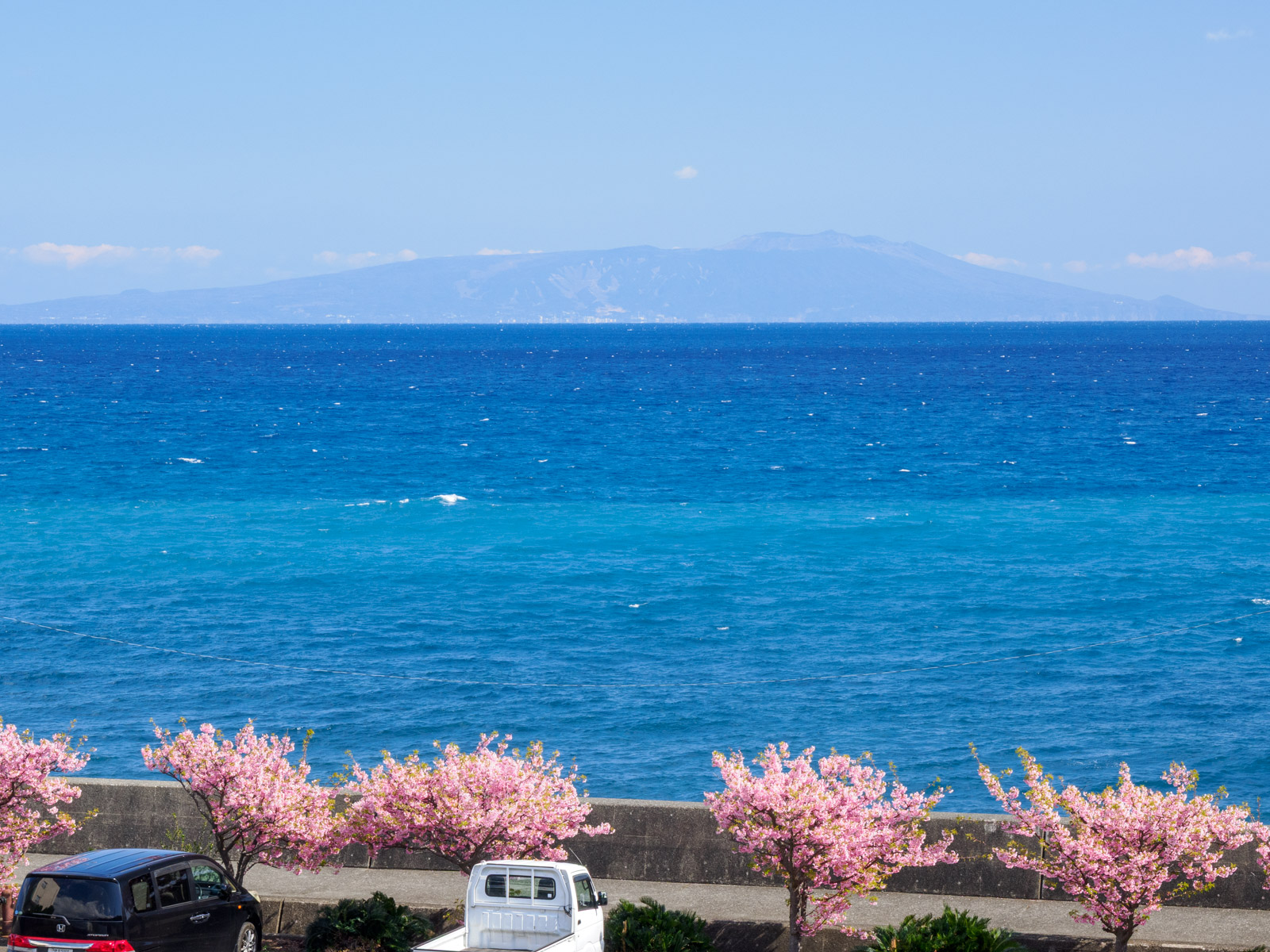 片瀬白田駅のホームから見た、相模灘に浮かぶ伊豆大島と海岸の河津桜(2025年3月)