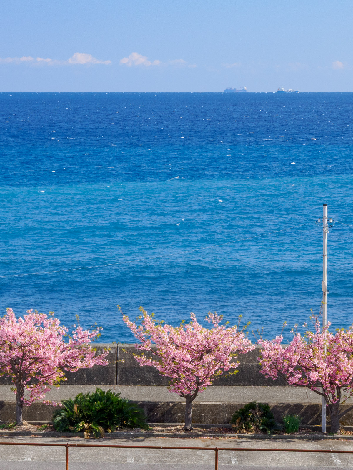 片瀬白田駅のホームから見た相模灘と、海岸の河津桜(2025年3月)