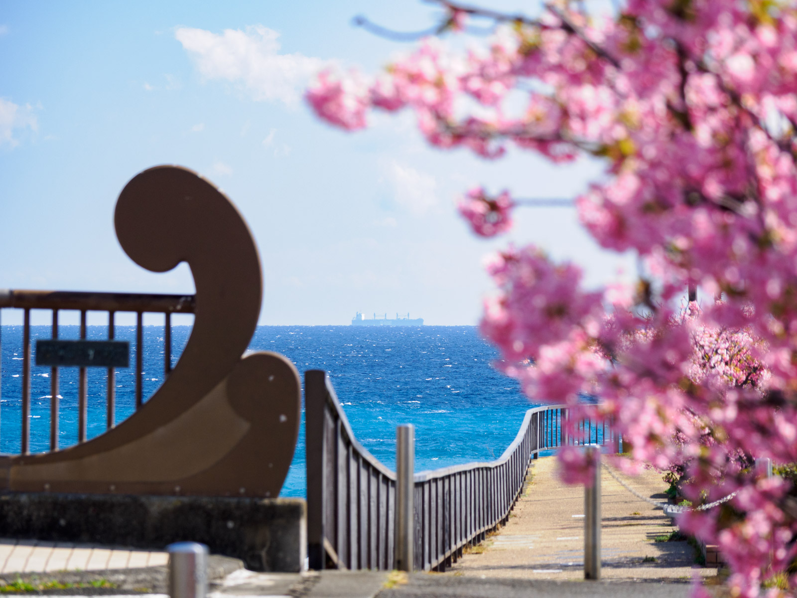 片瀬白田駅のそばにある、白田川の河津桜並木(2025年3月)