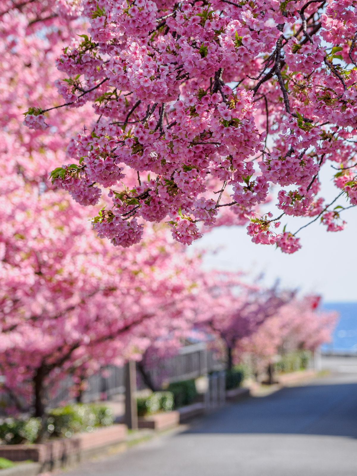 片瀬白田駅のそばにある、白田川の河津桜並木(2025年3月)