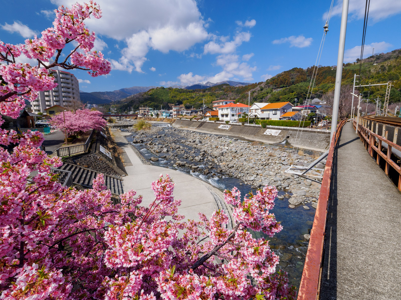 片瀬白田駅のそばにある、白田川の河津桜並木(2025年3月)