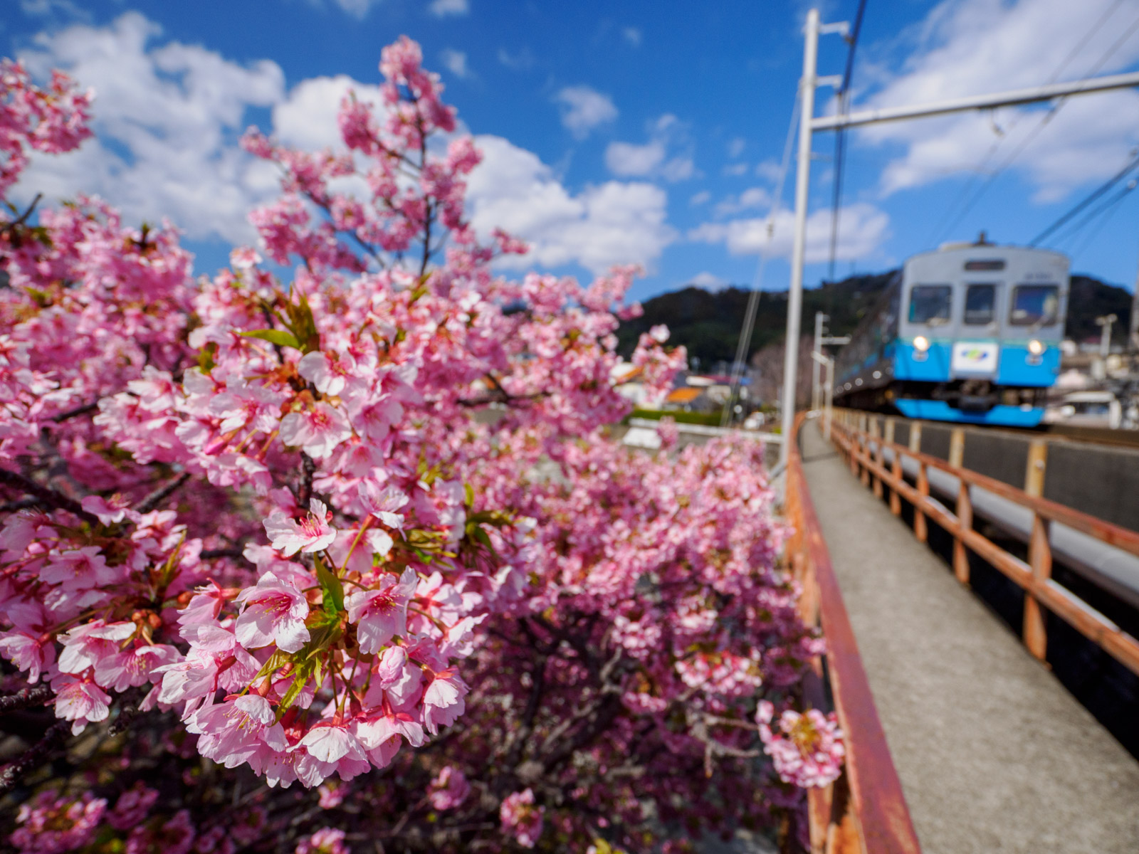 片瀬白田駅のそばにある、白田川の河津桜と伊豆急行の列車(2025年3月)