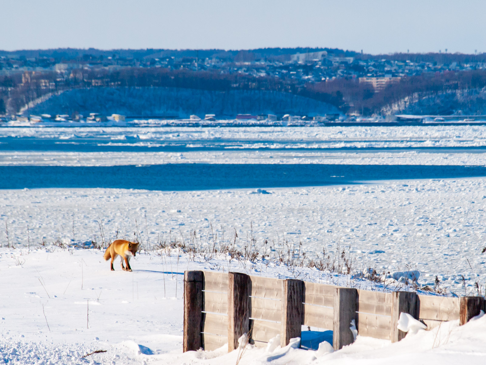 北浜駅のホームから見た、オホーツク海の流氷とキタキツネ（2013年3月）