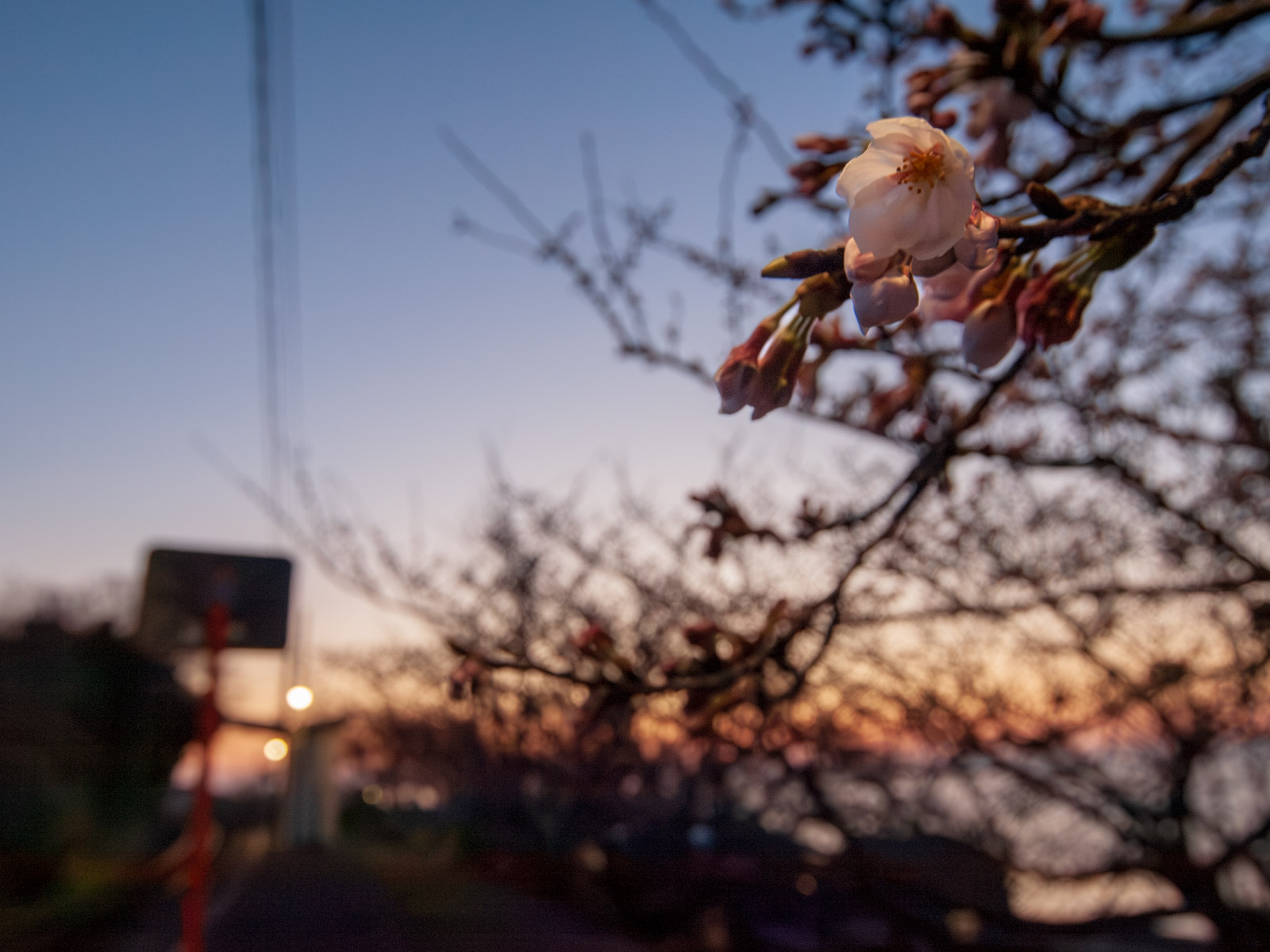 喜多灘駅のホームでマジックアワーに見た桜の花（2013年3月）