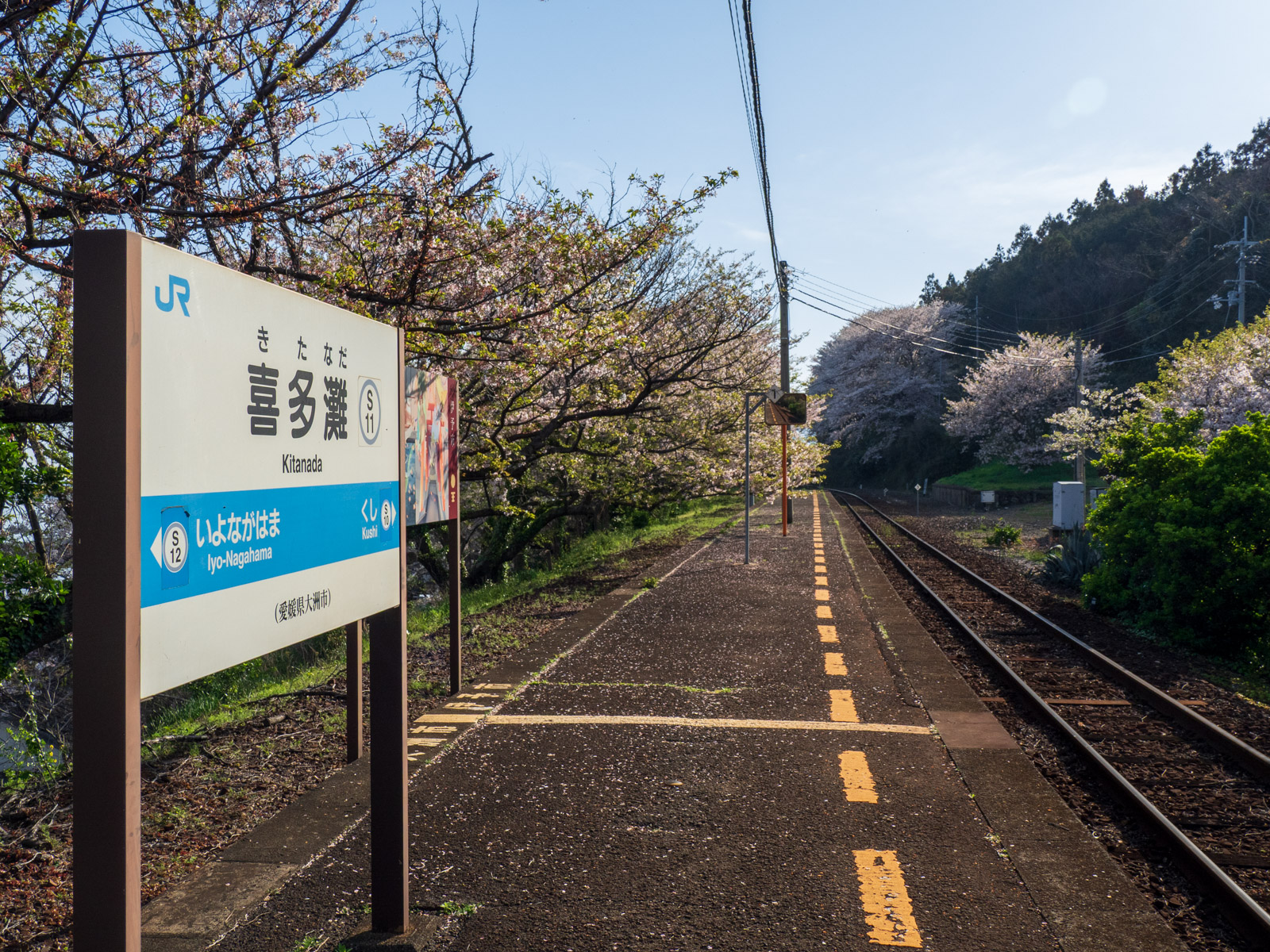 喜多灘駅のホームと桜並木（2024年4月）