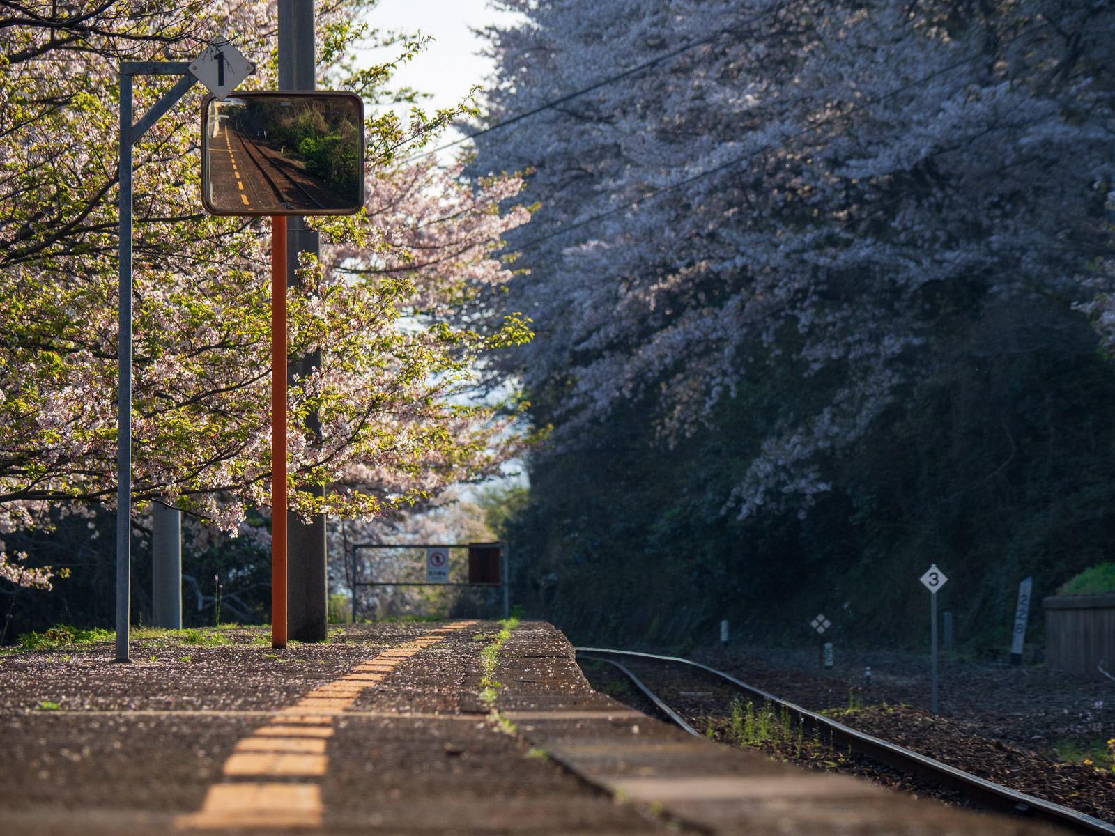 喜多灘駅のホームと桜の木々（2024年4月）
