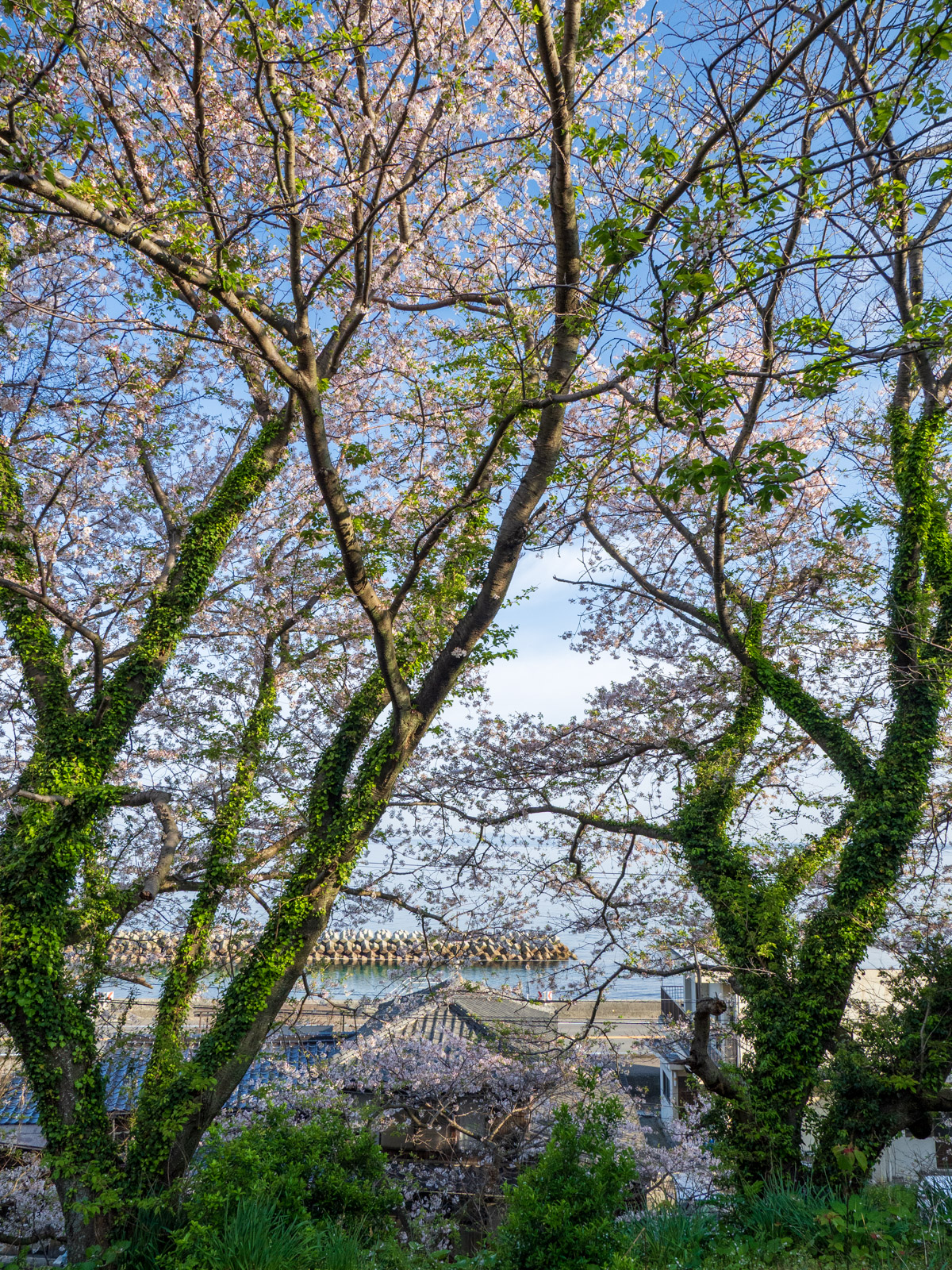 喜多灘駅のホームから桜の木越しに見た瀬戸内海（2024年4月）