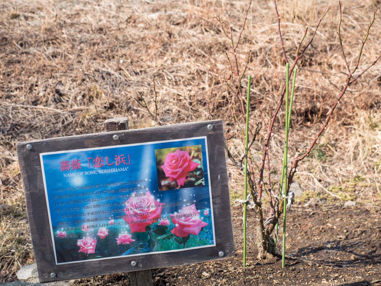 恋し浜駅前に植えれられたバラ「恋し浜」（2016年2月）