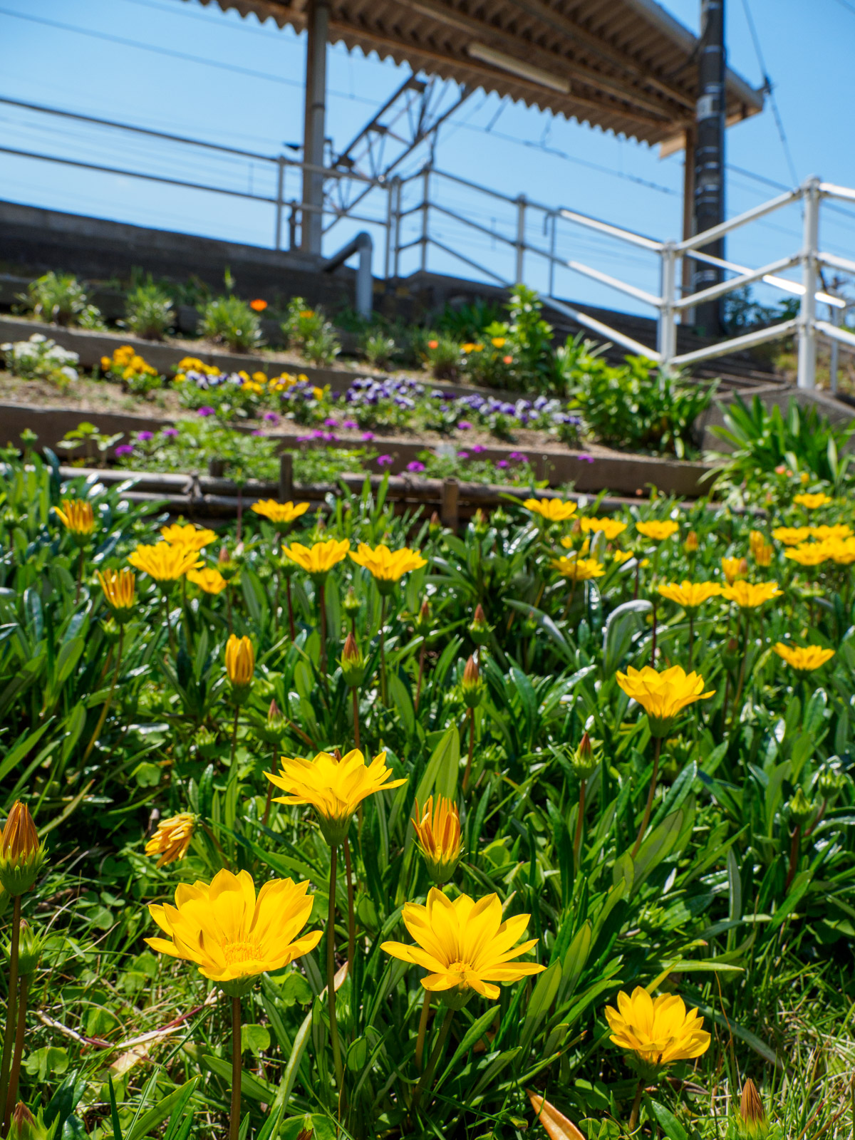 小屋浦駅の花壇（2023年5月）