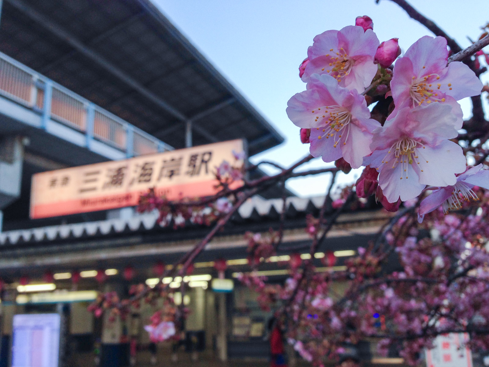 桜まつり仕様の看板を掲げた三浦海岸駅の駅舎と、駅前の河津桜（2014年2月）