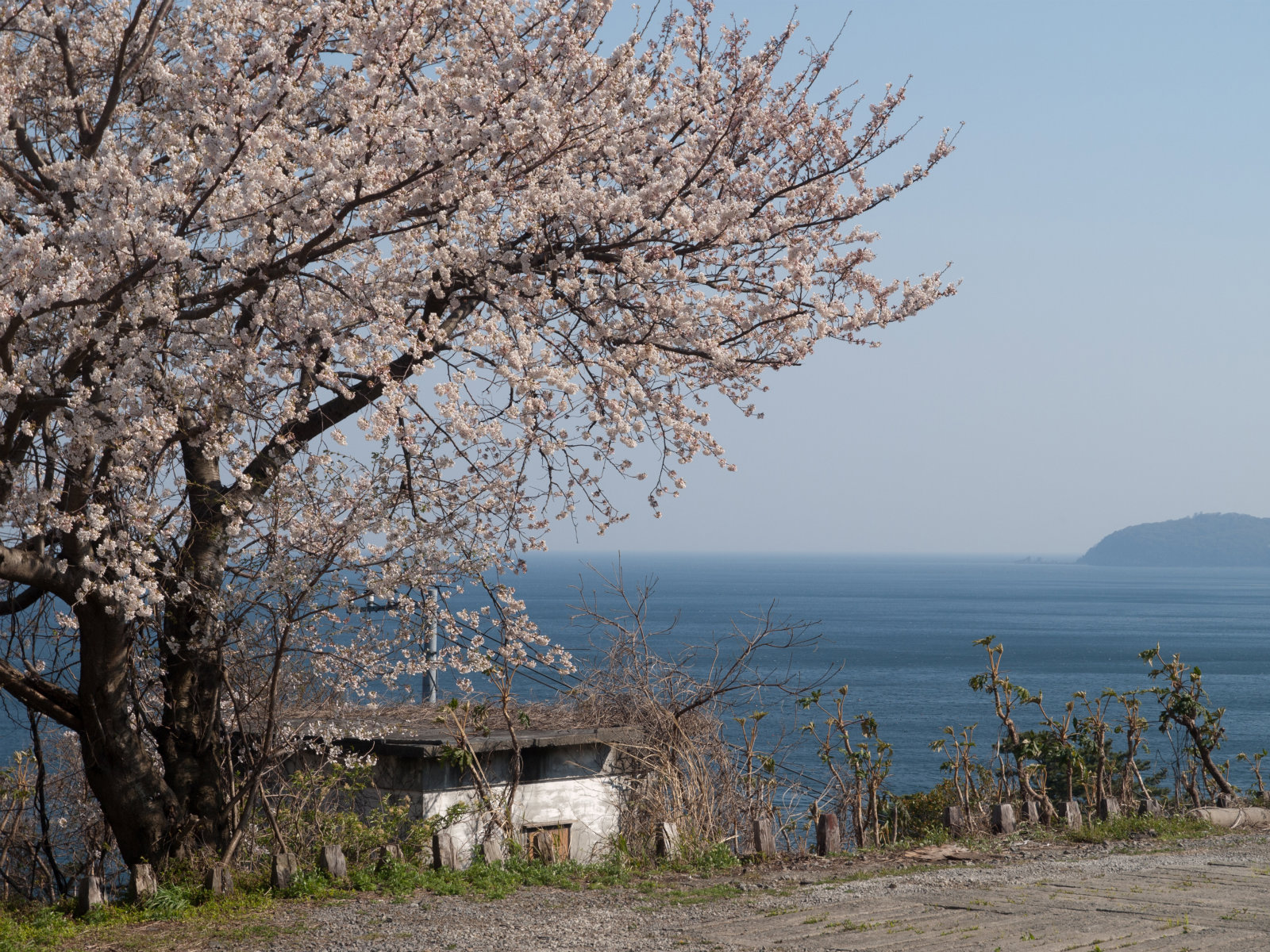 根府川駅の桜
