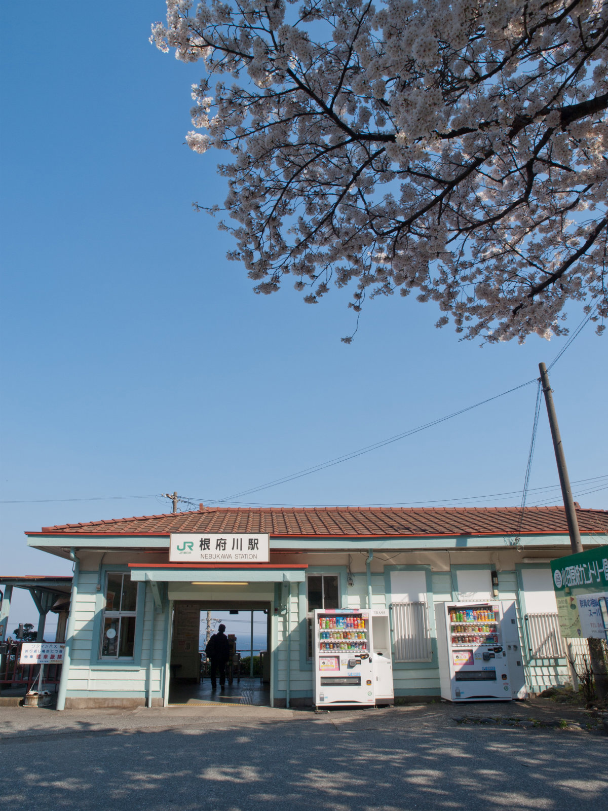 根府川駅の桜