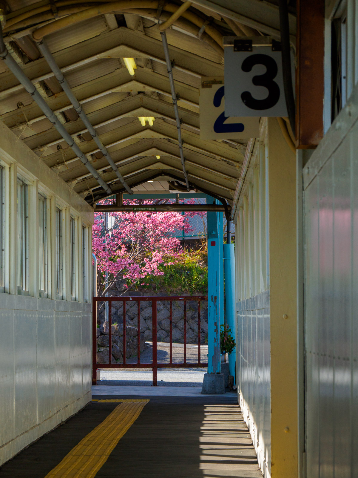 根府川駅の跨線橋から見た、駅前のオカメザクラ（2022年3月）