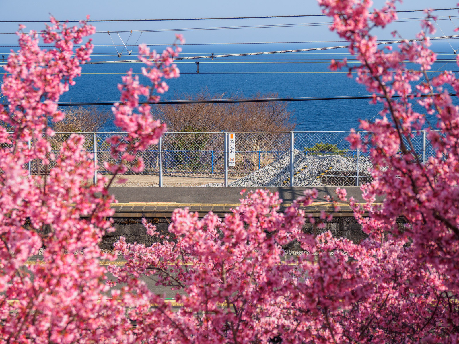 根府川駅のそばから見た、根府川駅のホームとオカメザクラ（2022年3月）