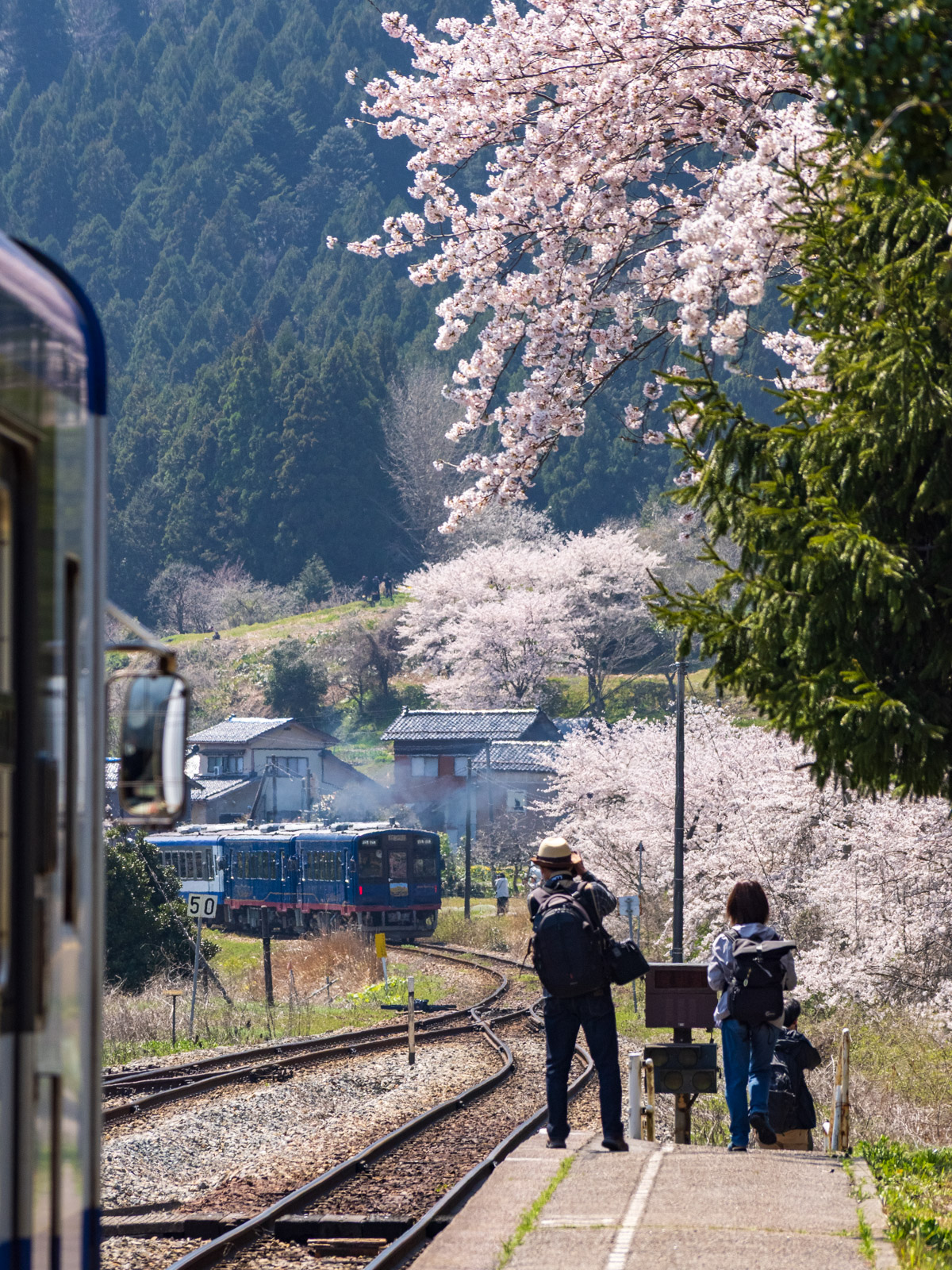 西岸駅を発つ「のと里山里海号」と、桜並木(2025年4月)